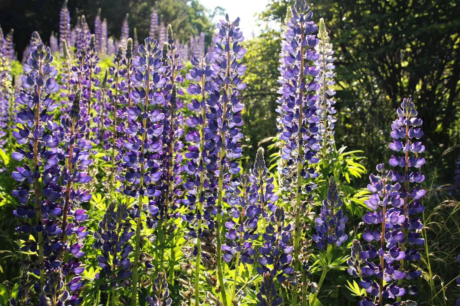 Sony SLT-A58 sample photo. Lupine, lupines, flower photography