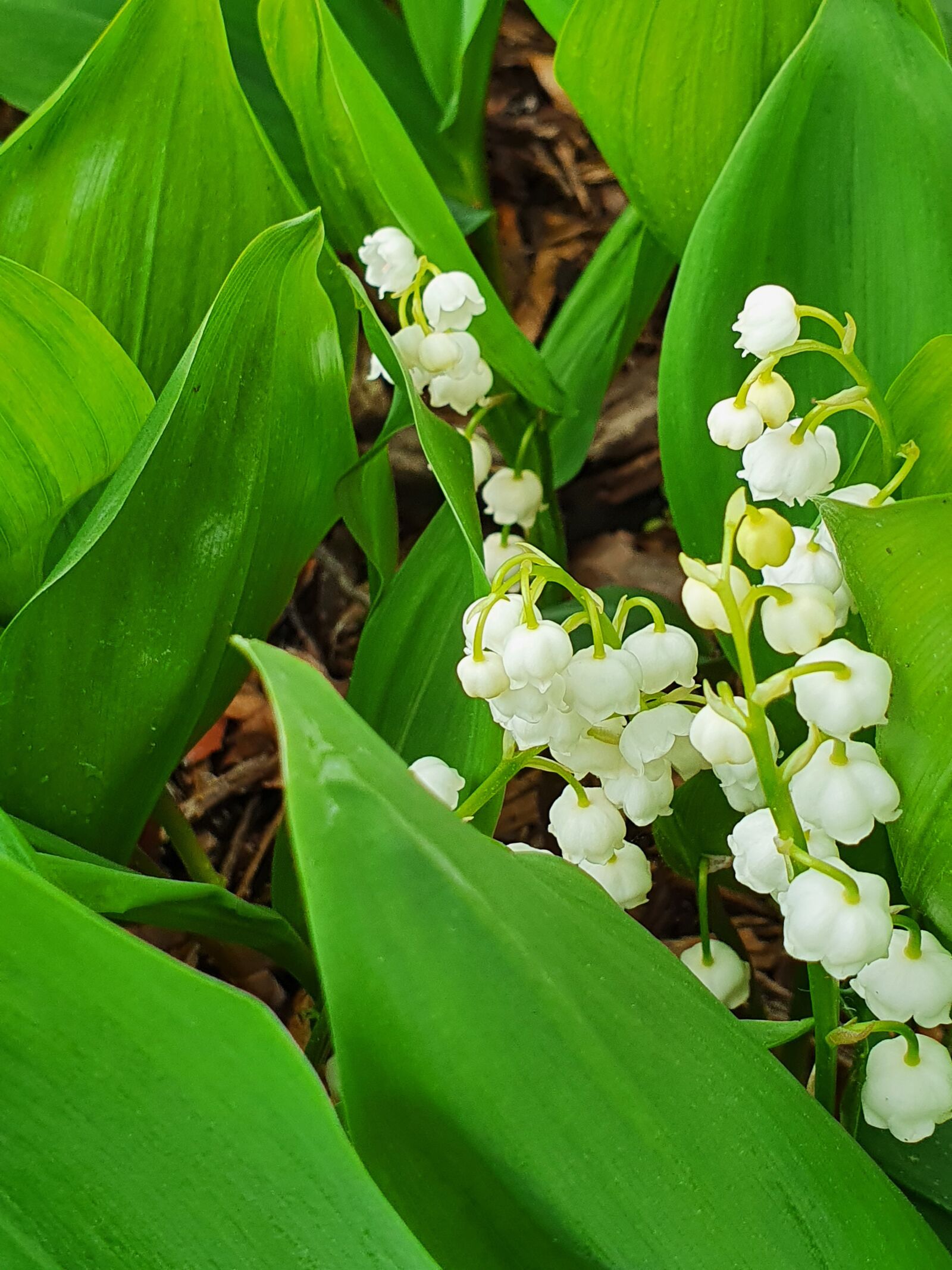 Samsung Galaxy S10+ sample photo. Lily of the valley photography