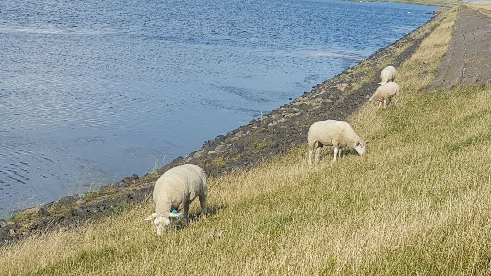 Samsung GALAXY S6 edge sample photo. Sheep, north sea, grass photography
