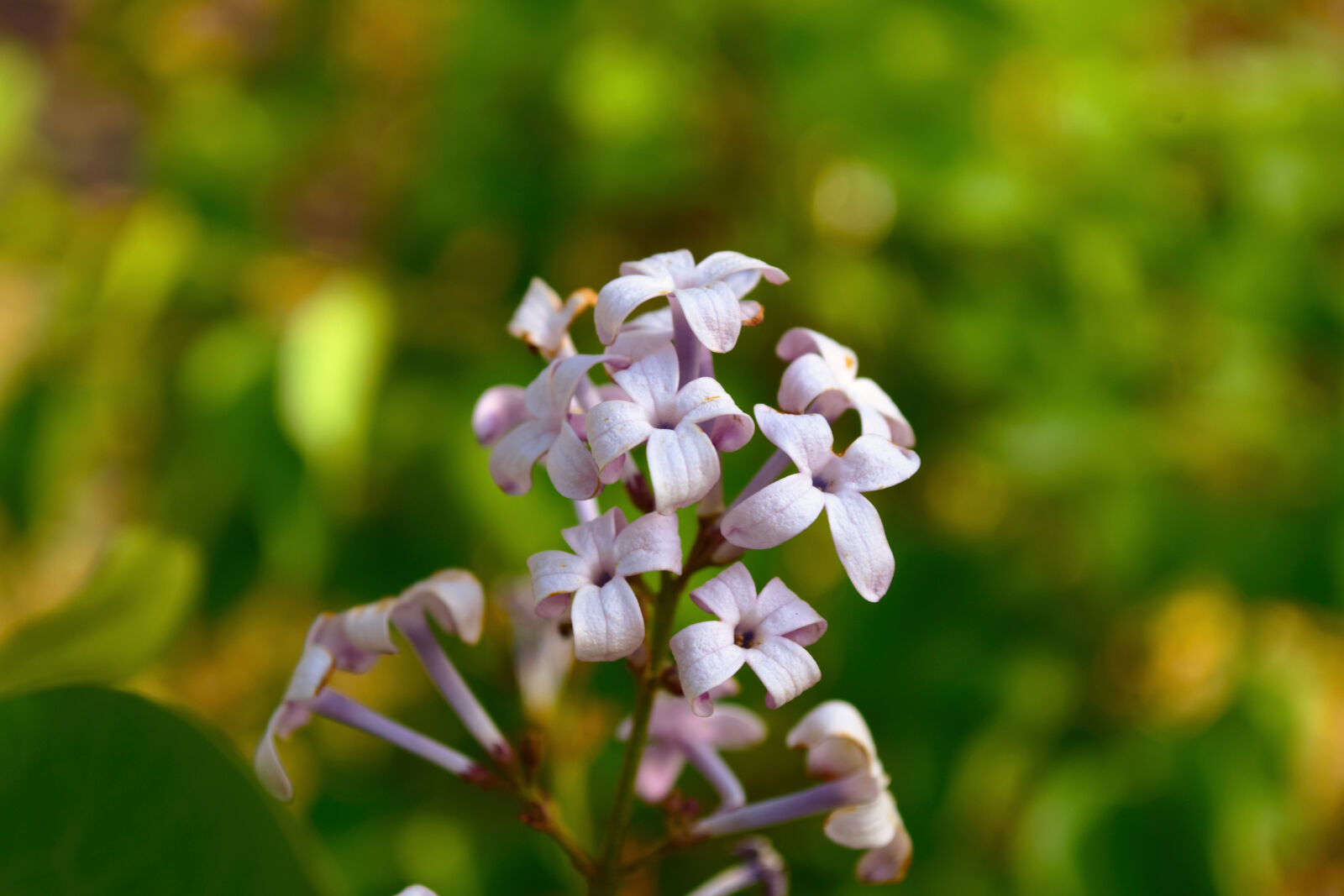Nikon D5300 sample photo