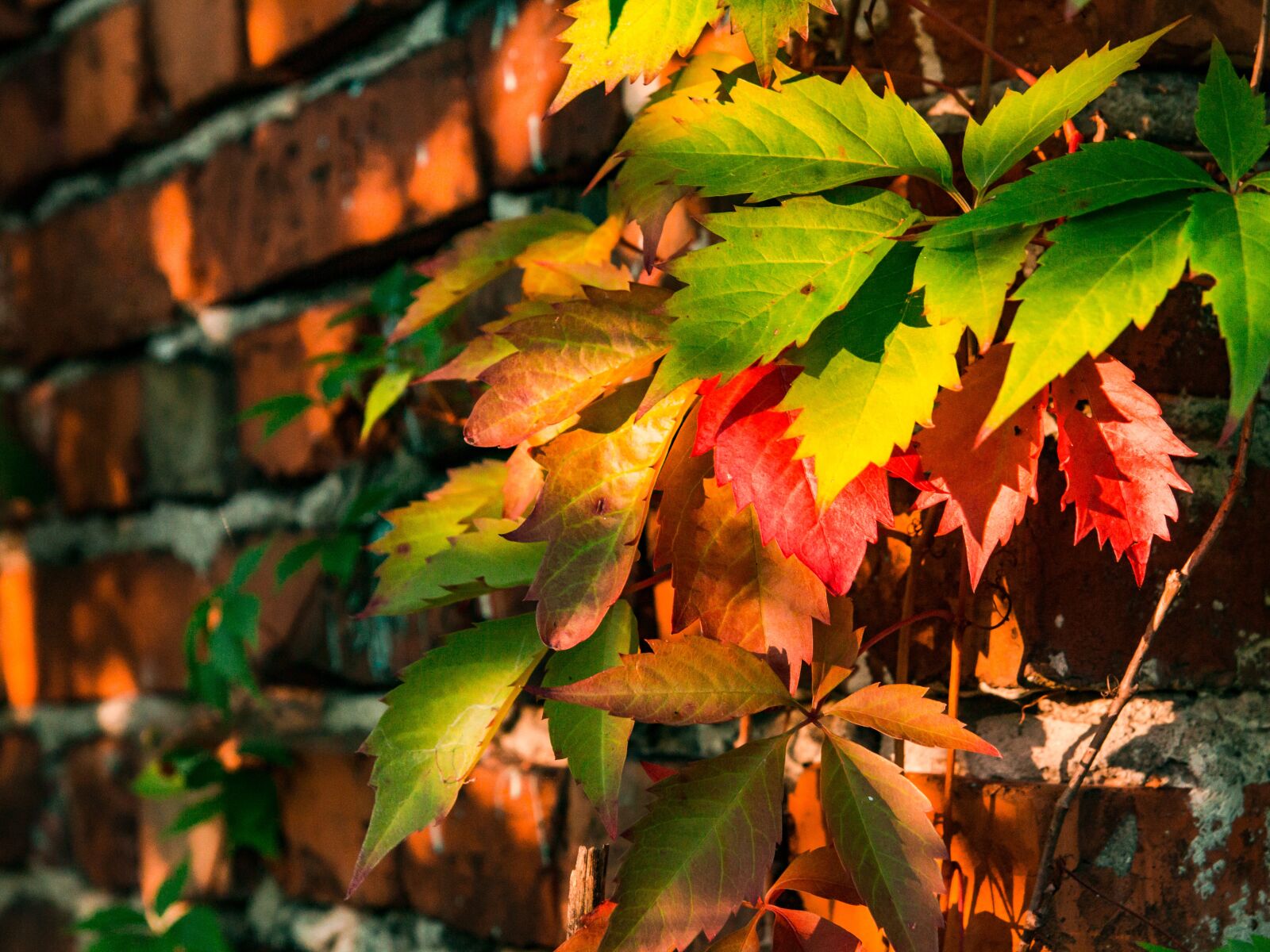 Canon EOS 700D (EOS Rebel T5i / EOS Kiss X7i) sample photo. Autumn, foliage, colorful photography