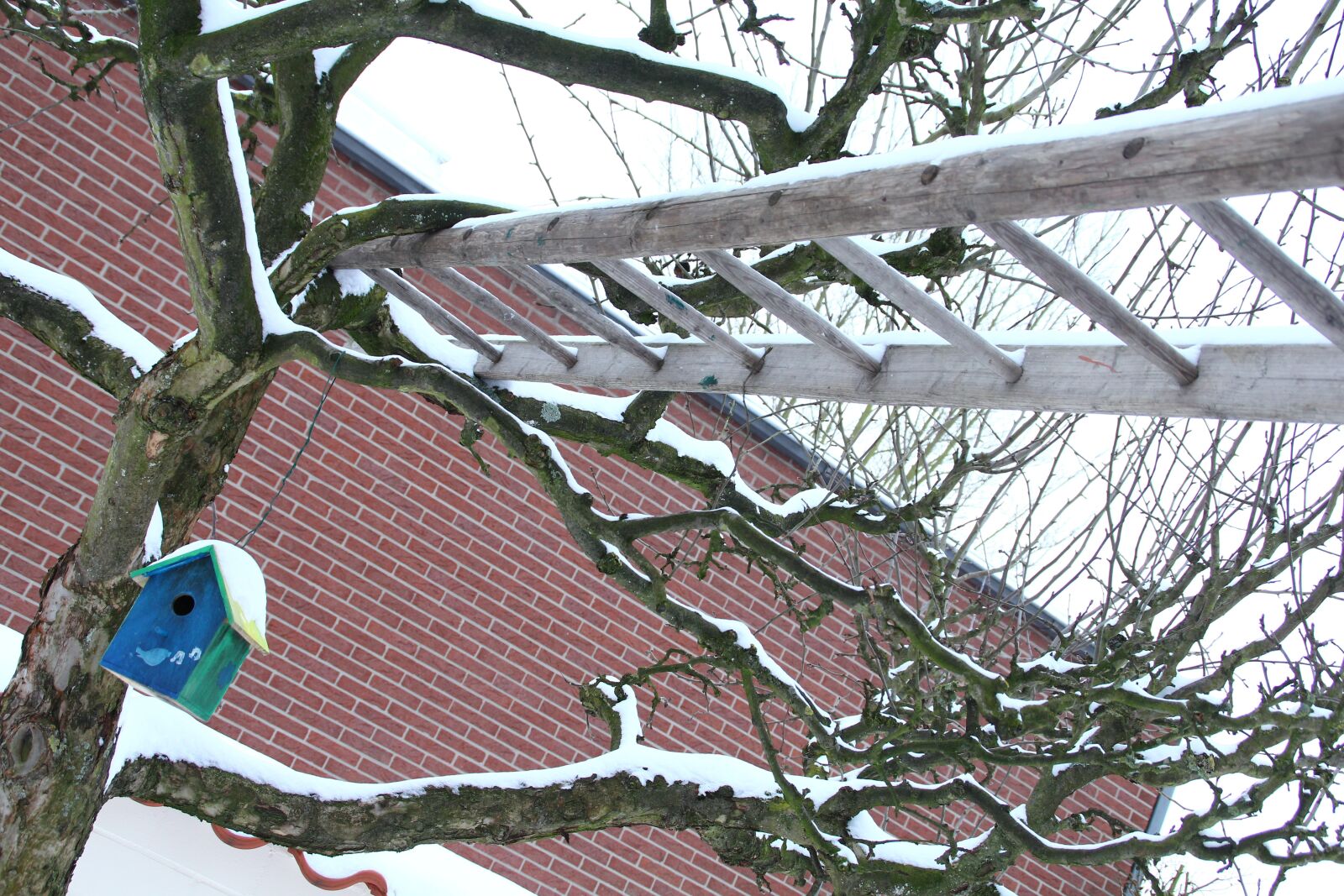 Canon EOS 550D (EOS Rebel T2i / EOS Kiss X4) sample photo. Winter, ladder, bird photography