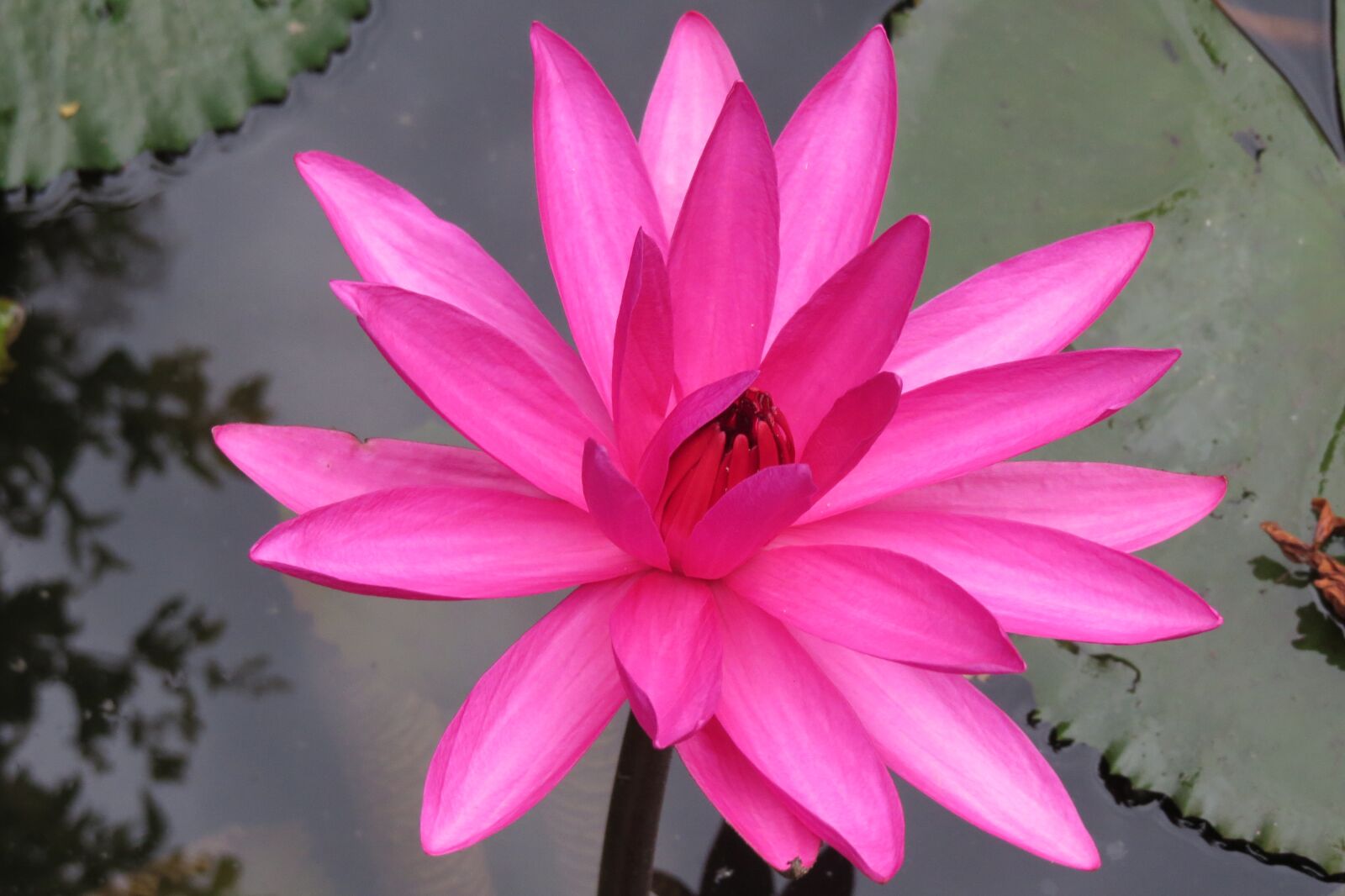 Canon PowerShot SX50 HS sample photo. Lotus flower, water lily photography