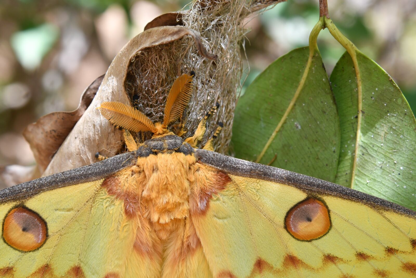 Nikon D500 sample photo. Butterfly, a moth, insect photography