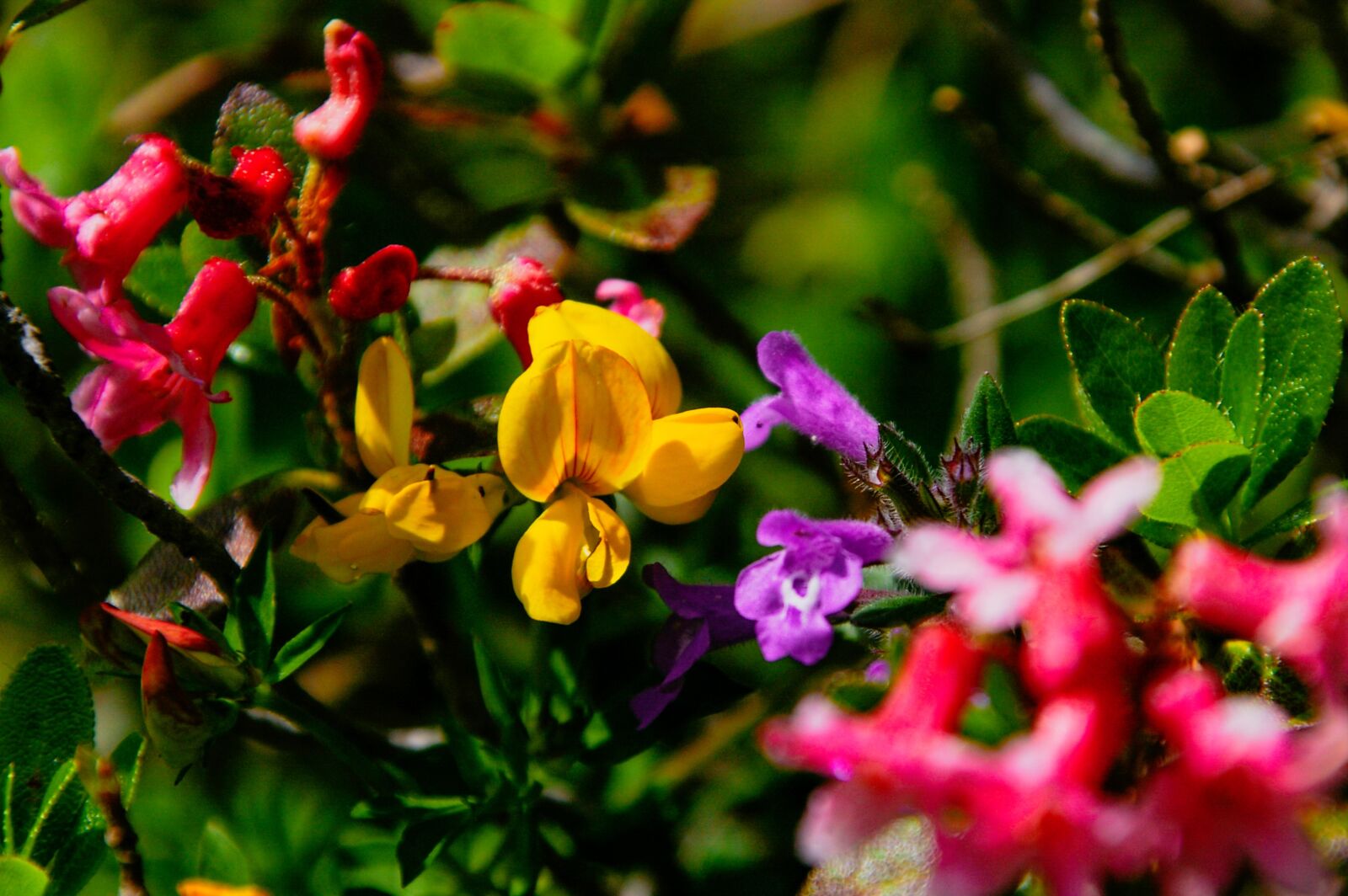 Pentax *ist DS sample photo. Mountain flowers, fenugreek, colorful photography