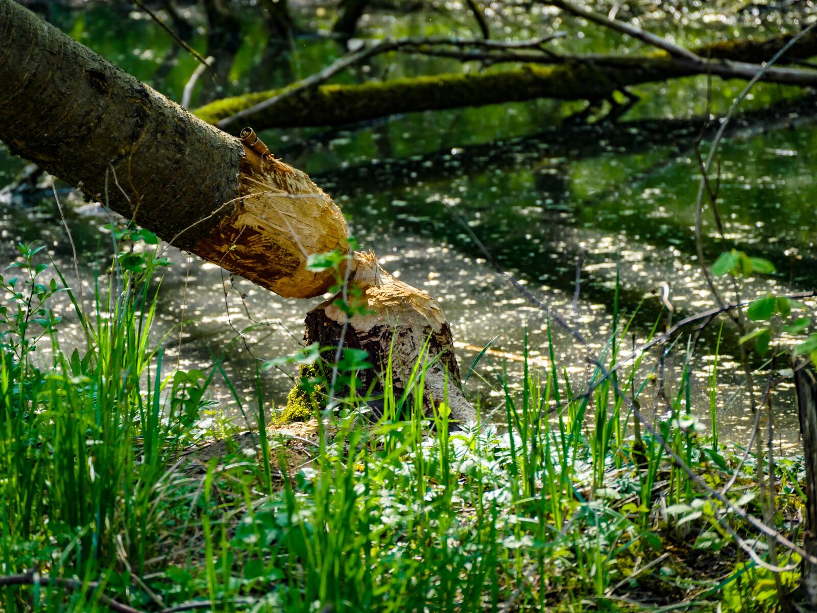 Panasonic Lumix DMC-GX8 sample photo. Tree, like, beaver photography