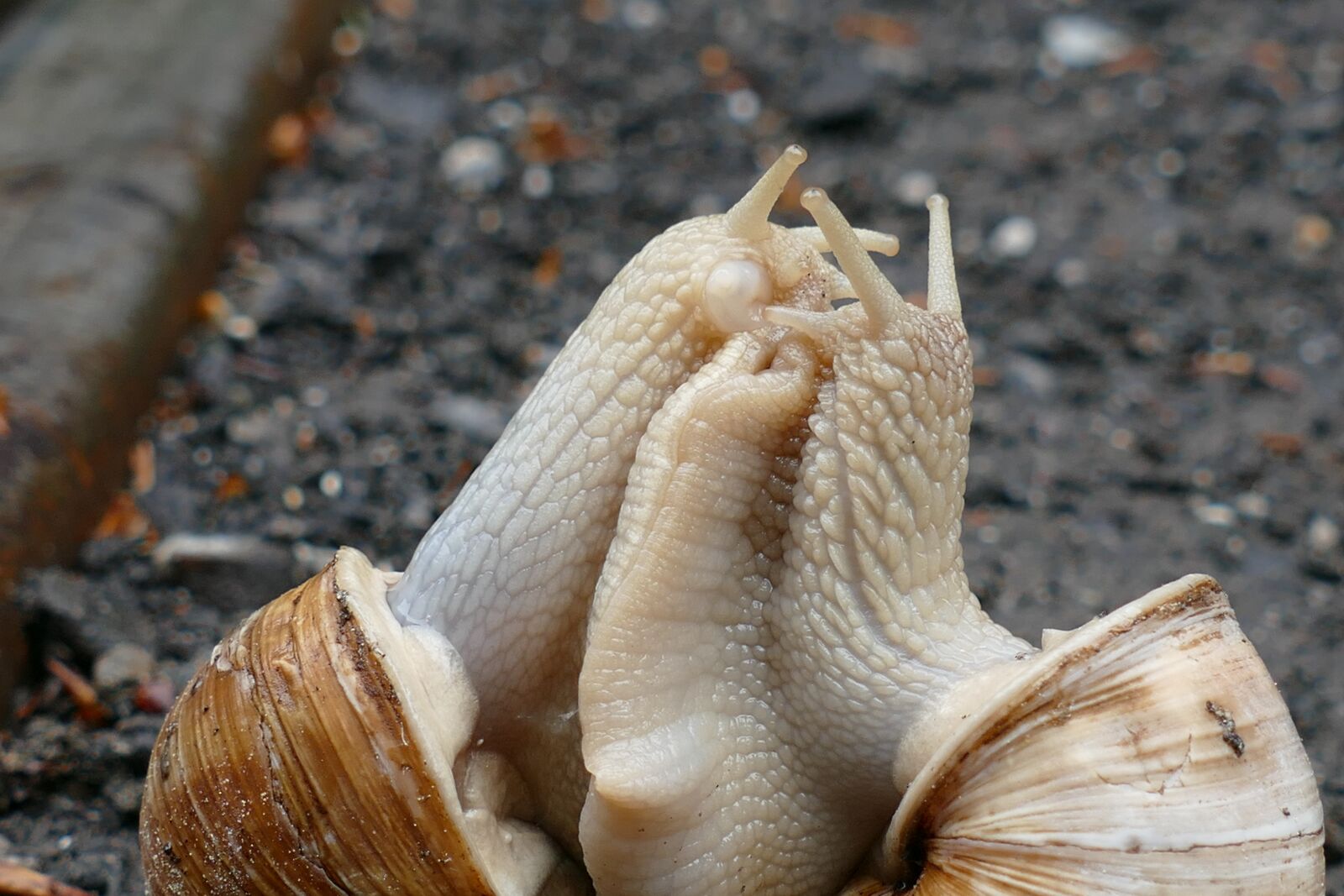 Panasonic Lumix DMC-FZ1000 sample photo. Snail, copulation, pairing photography