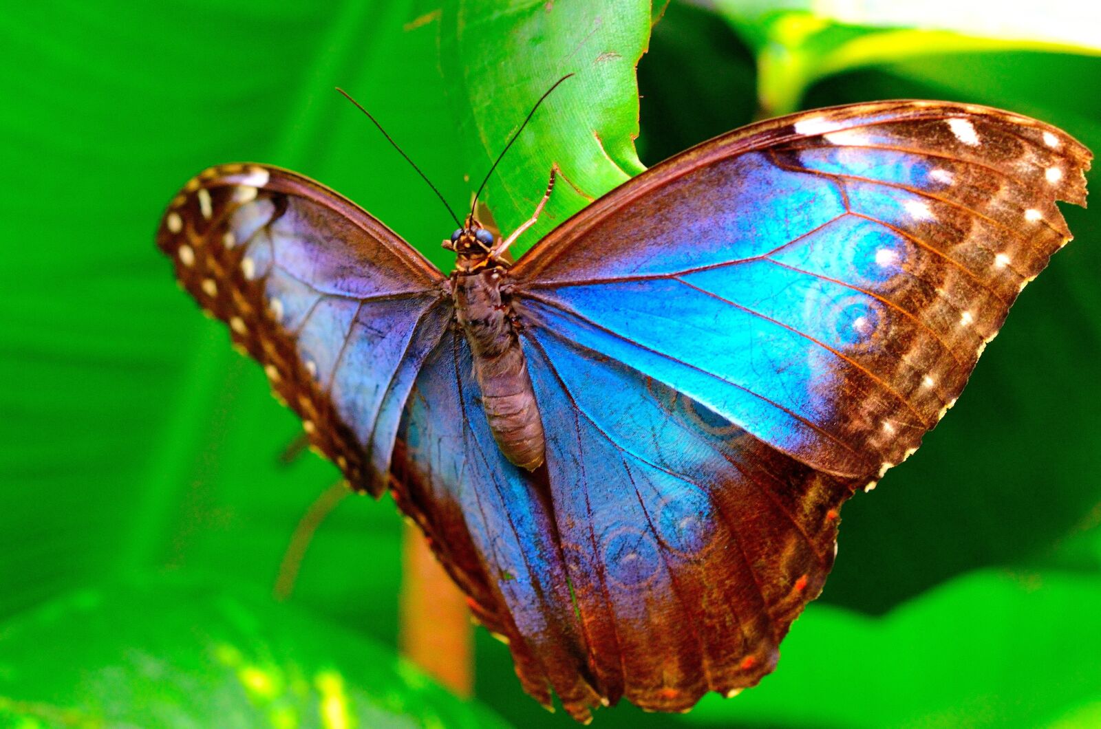Nikon D7000 sample photo. Butterfly, macro, insect photography