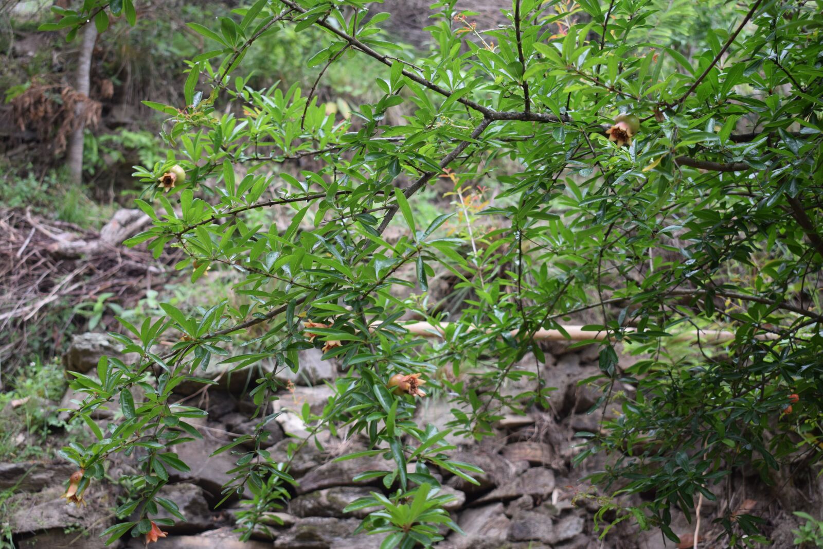 Nikon D5300 sample photo. Tree, leaf, forest photography