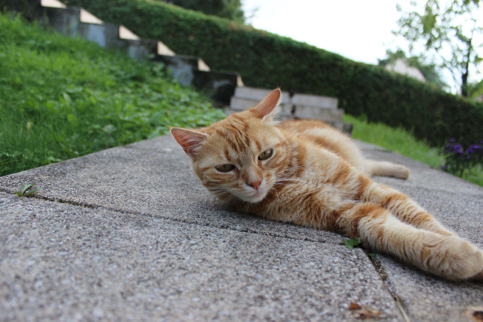Canon EOS 600D (Rebel EOS T3i / EOS Kiss X5) sample photo. Cat, female, garden, grass photography