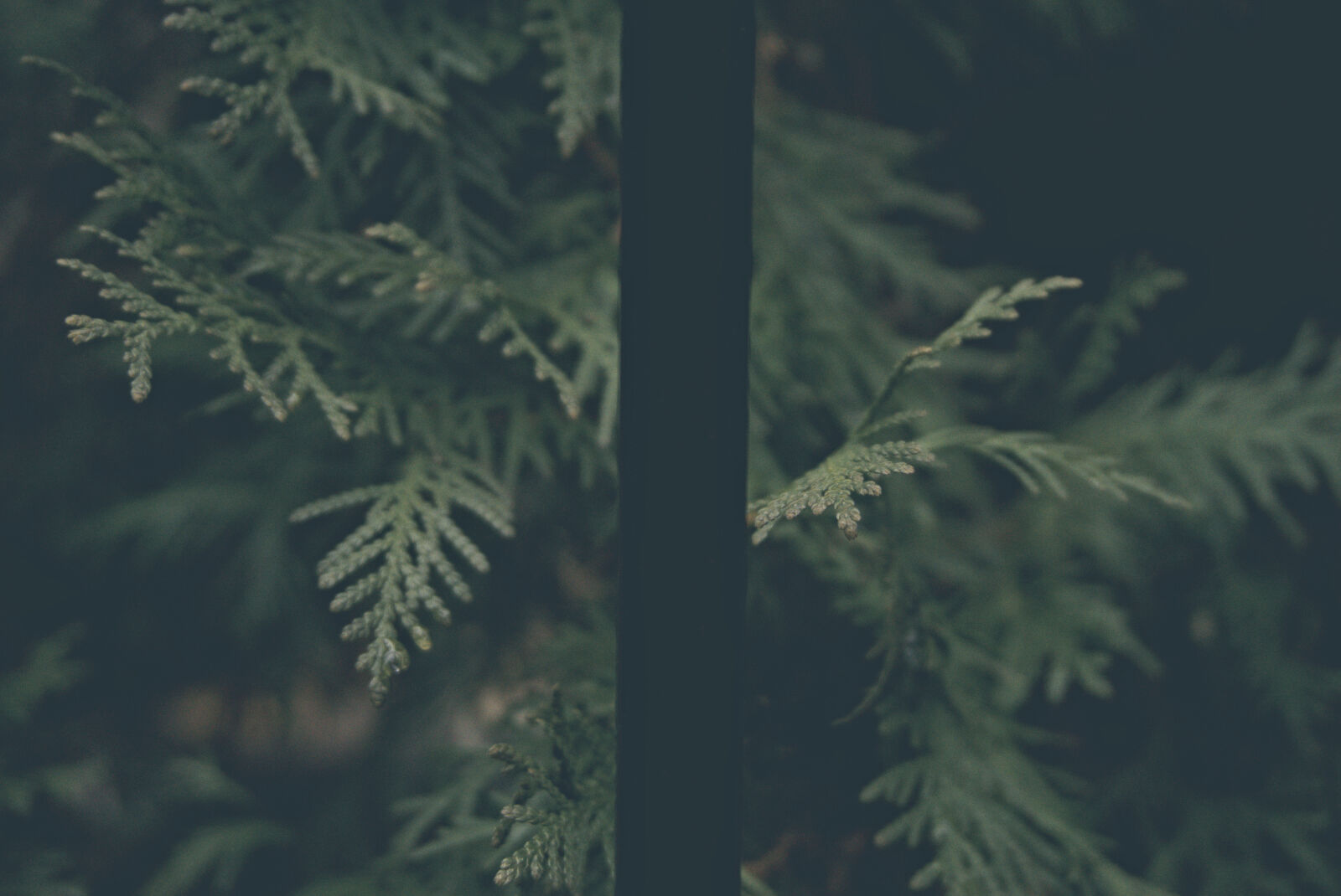 Sony a6000 sample photo. Beautiful, flowers, bokeh, dark photography