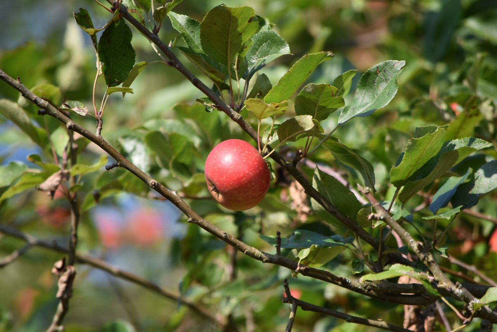 Nikon D5500 sample photo. Apples, fruits, tree photography