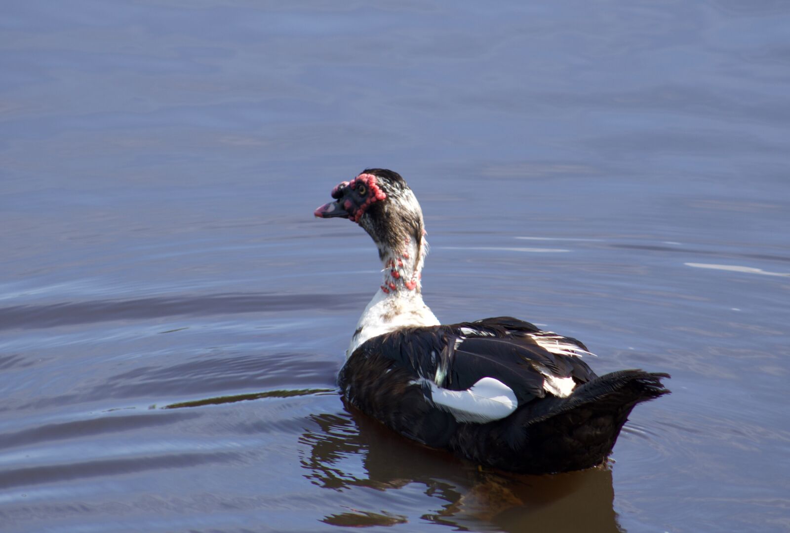 Canon EOS 750D (EOS Rebel T6i / EOS Kiss X8i) + Canon EF75-300mm f/4-5.6 sample photo. Duck, water, pond photography
