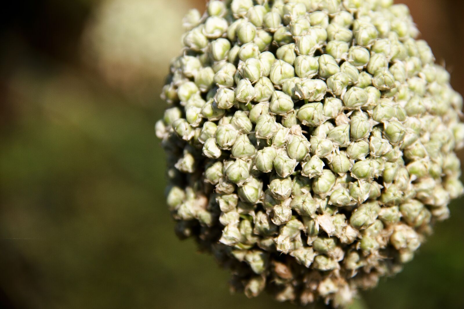 Canon EOS 650D (EOS Rebel T4i / EOS Kiss X6i) sample photo. Background, nature, vegetable photography
