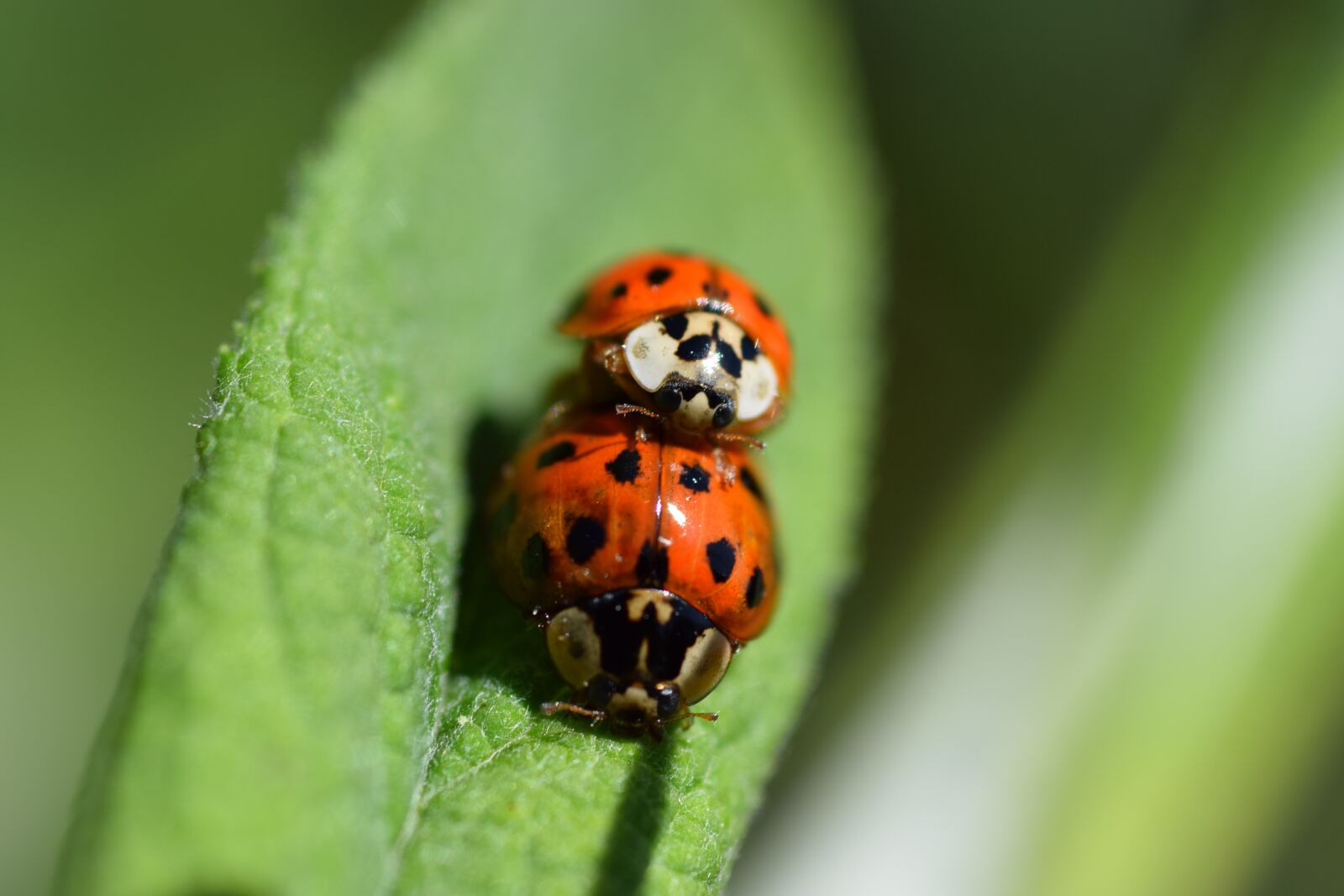 Nikon D5300 sample photo. Ladybug, beetle, mate photography