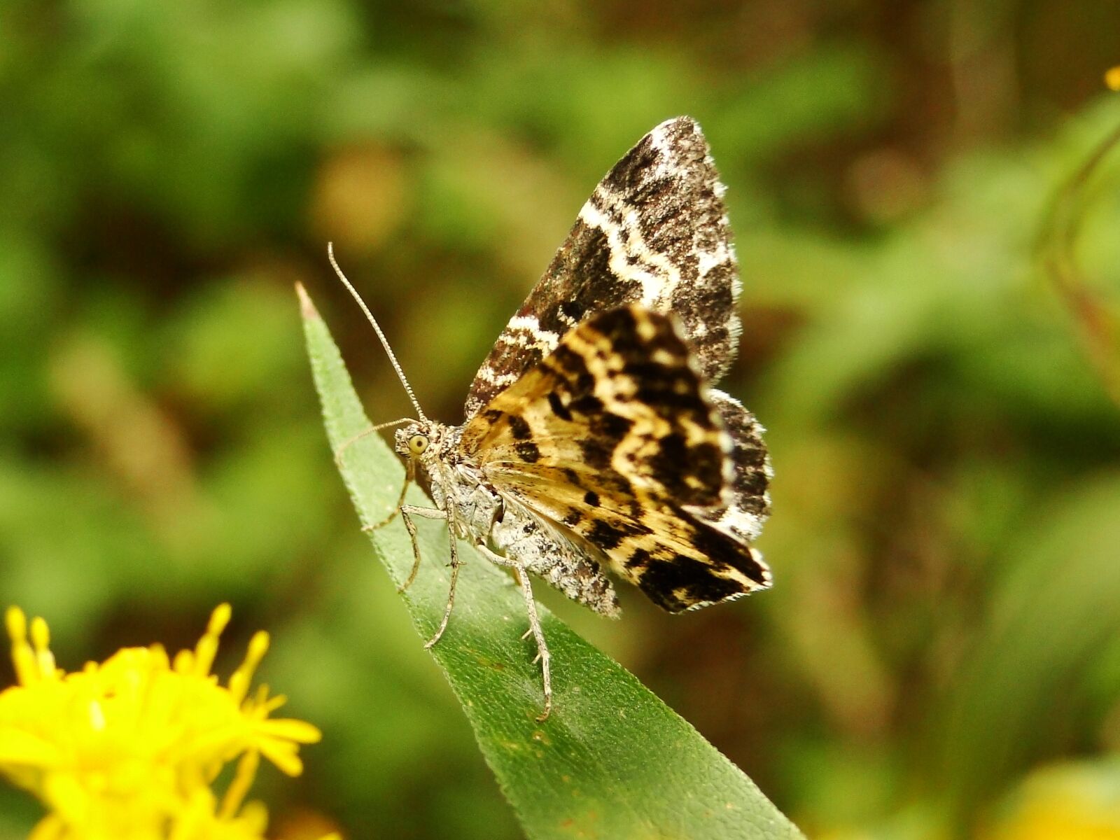 Sony Cyber-shot DSC-HX1 sample photo. Nature, insect, butterfly day photography