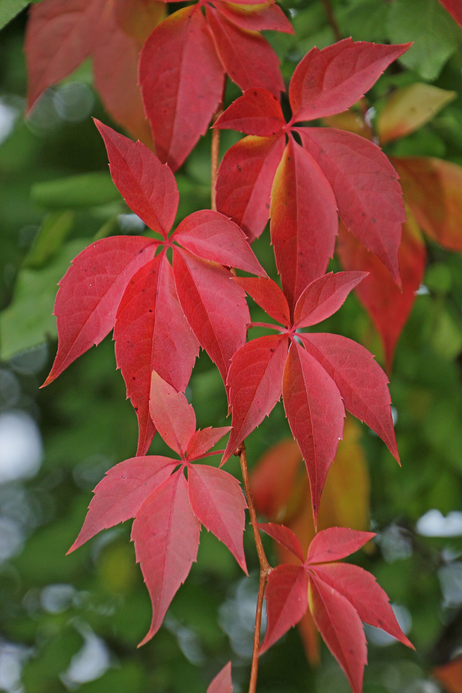Canon EOS 60D sample photo. Leaves, foliage, fall photography