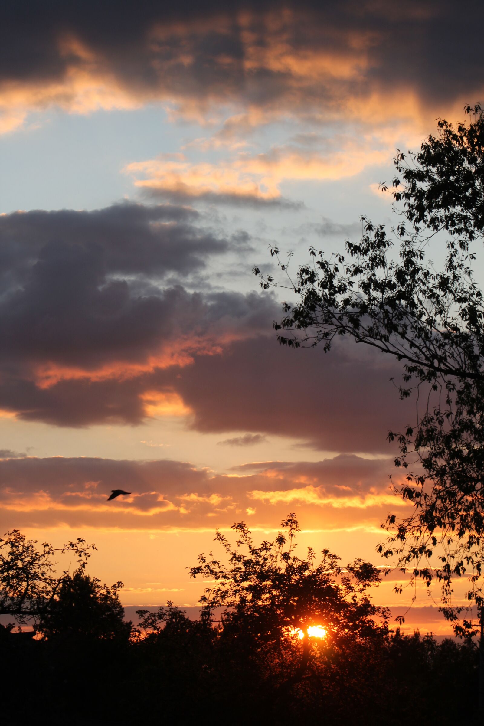Canon EOS 500D (EOS Rebel T1i / EOS Kiss X3) sample photo. Evening, sunset, clouds photography