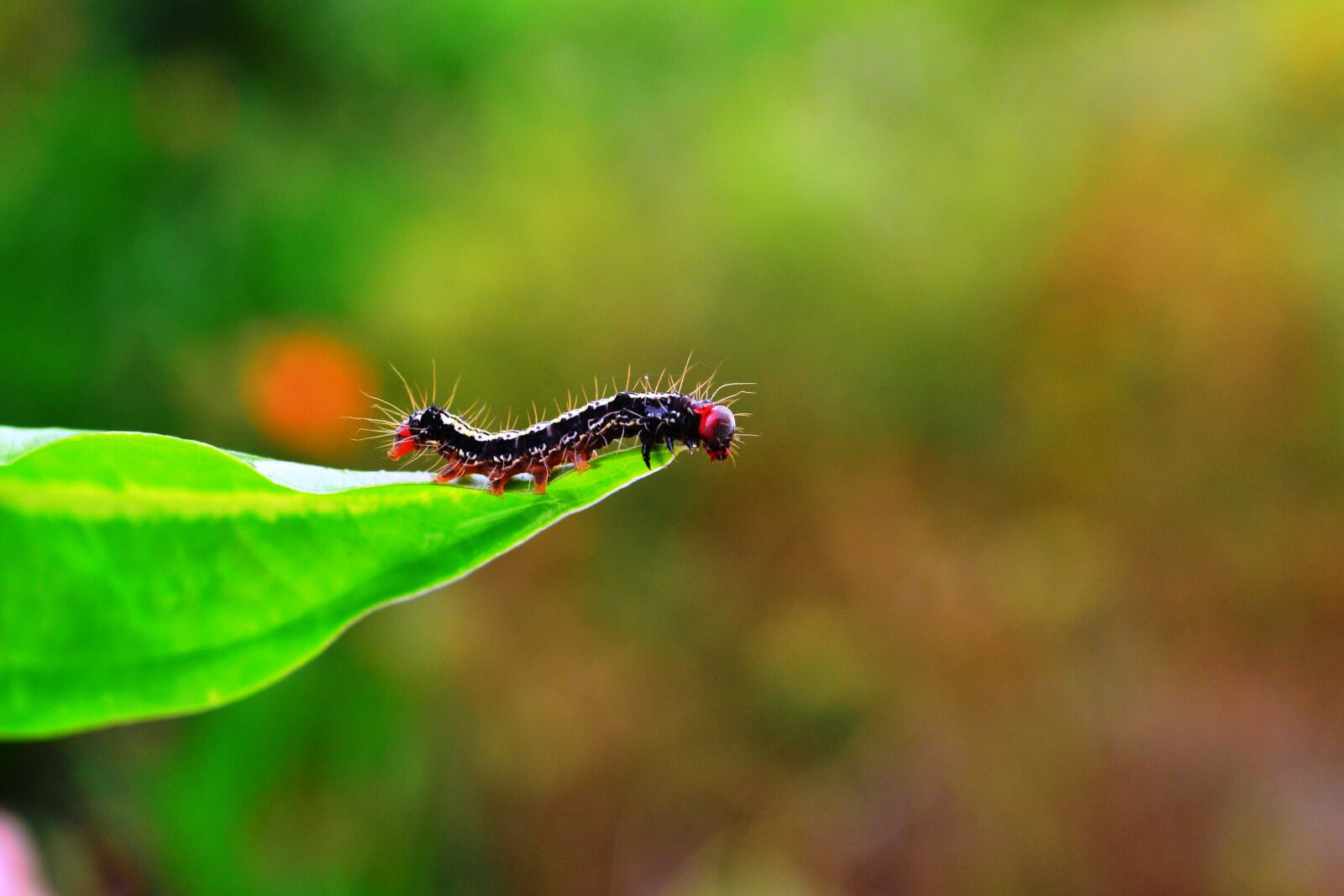 Nikon D3100 sample photo. Caterpillar, insect, hairy caterpillar photography