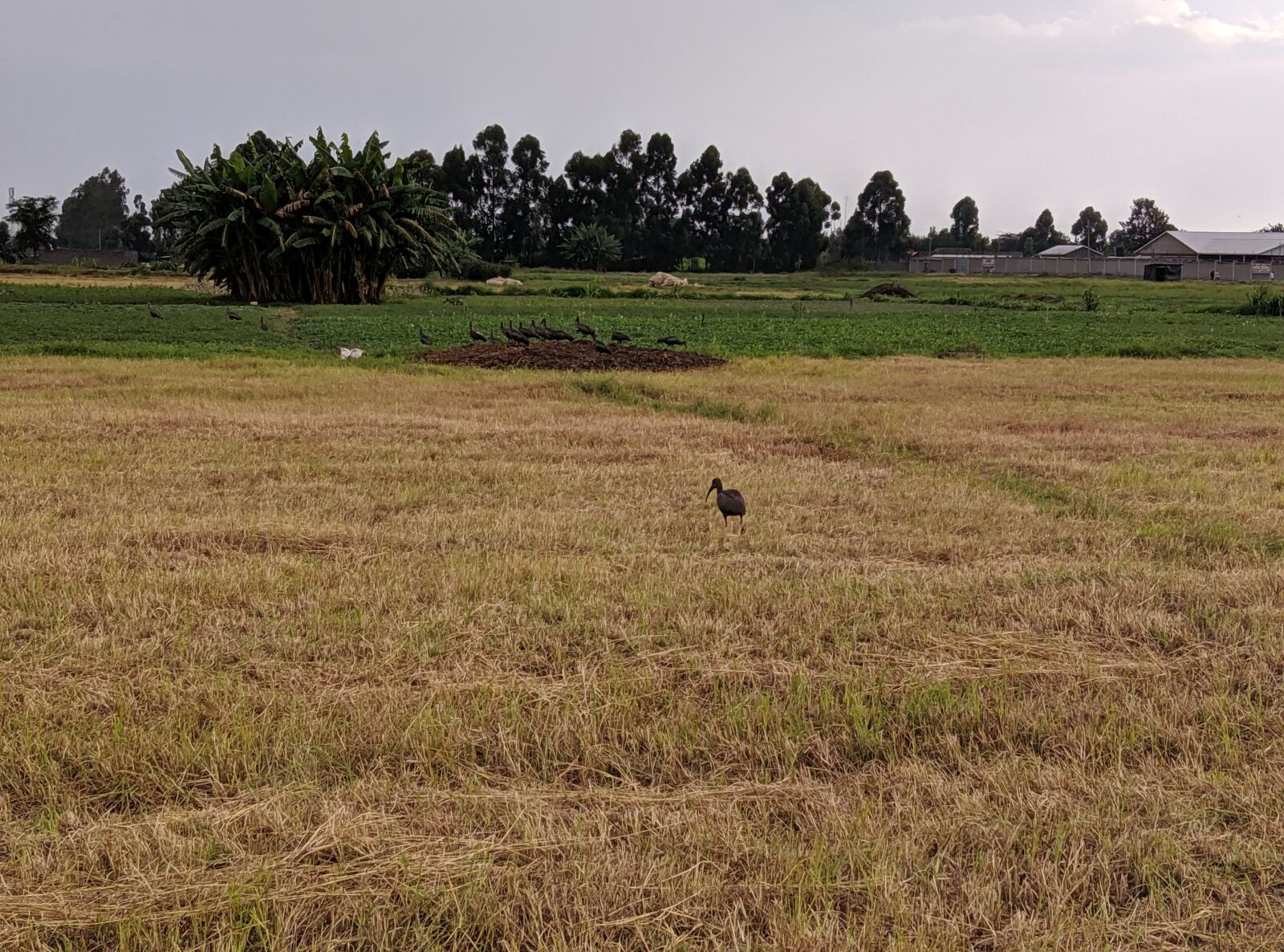 Xiaomi Redmi 8 sample photo. Landscape, nature, grass photography