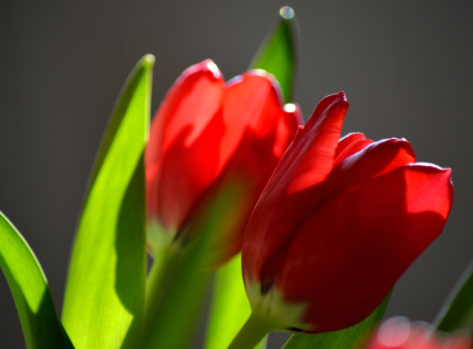 Nikon D7100 sample photo. Tulip, nature, red photography