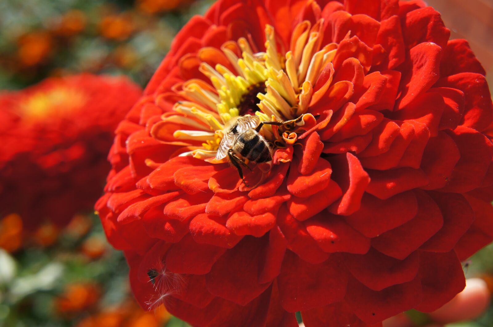 Sony Alpha NEX-C3 + Sony E 18-55mm F3.5-5.6 OSS sample photo. Bumblebee, flower, zinnias photography
