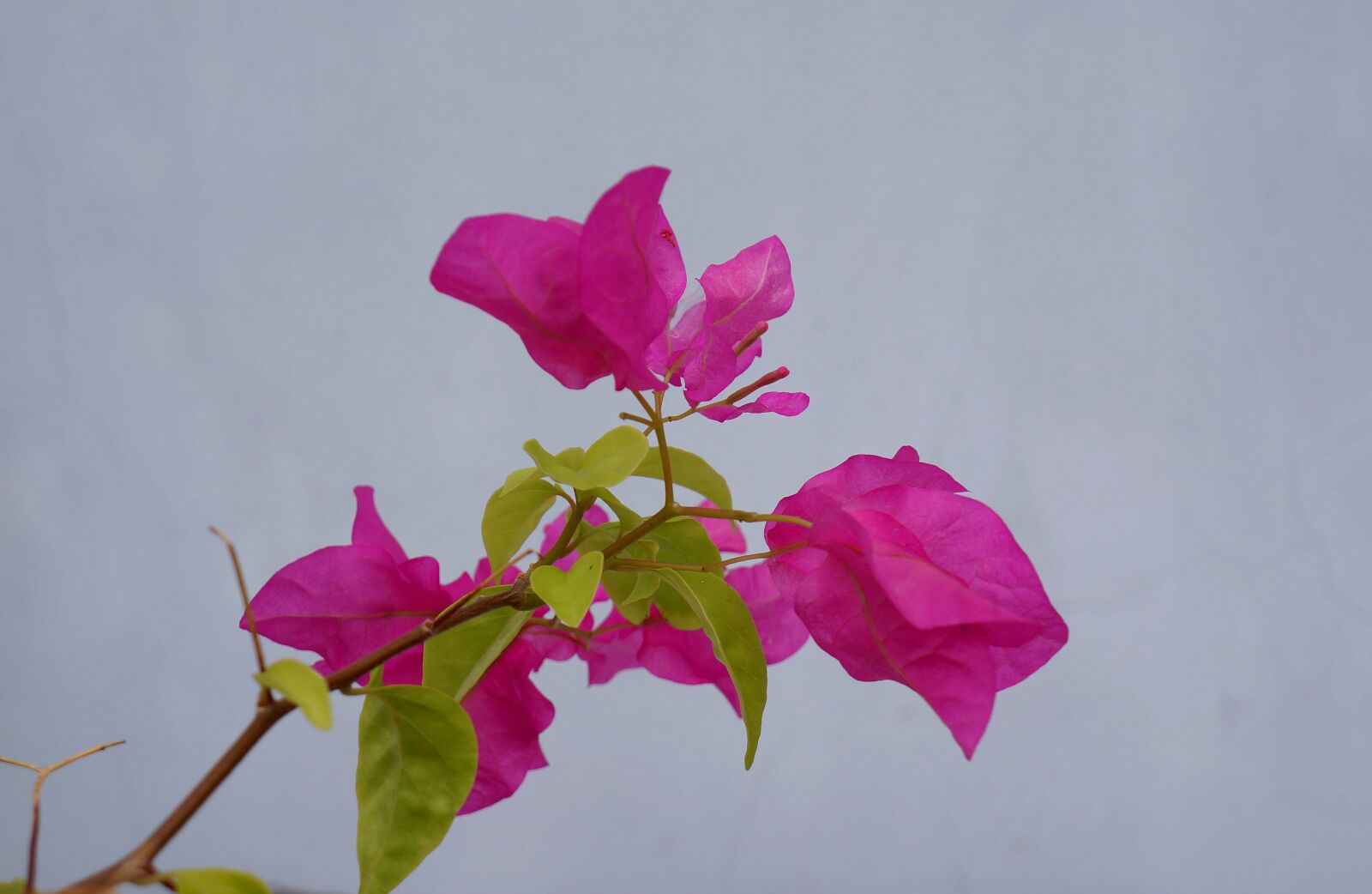 Sony Alpha NEX-F3 + Sony E 18-55mm F3.5-5.6 OSS sample photo. Paper flower, pink flowers photography