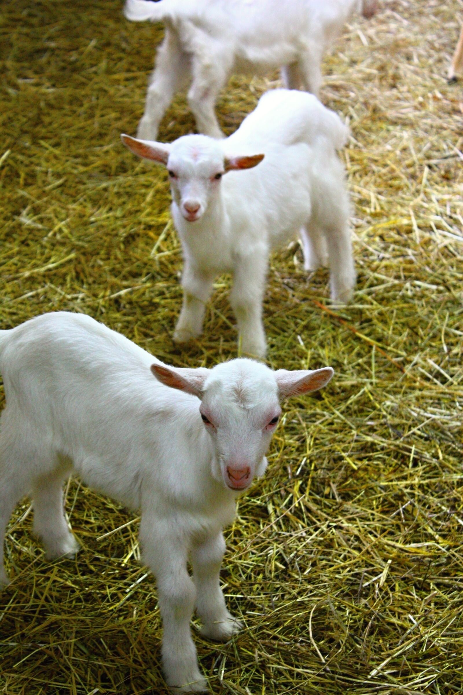 Canon EOS 450D (EOS Rebel XSi / EOS Kiss X2) sample photo. Kids, goats, farm photography