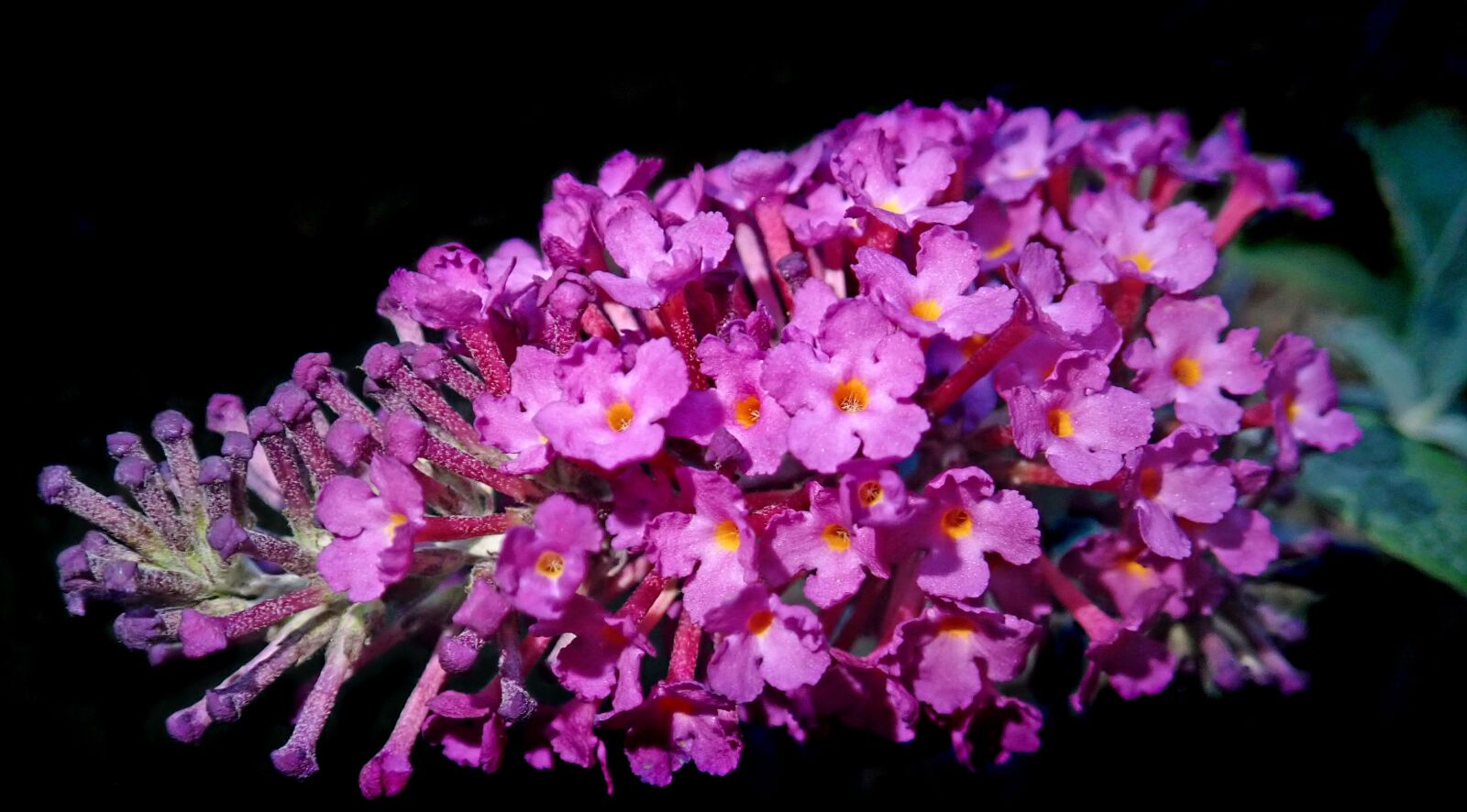 Olympus TG-5 sample photo. Flower, purple, summer photography