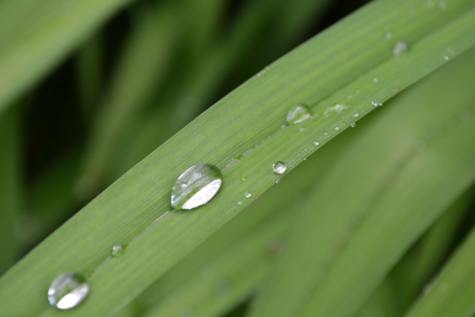 Nikon D3100 sample photo. Drops, of, water, green photography