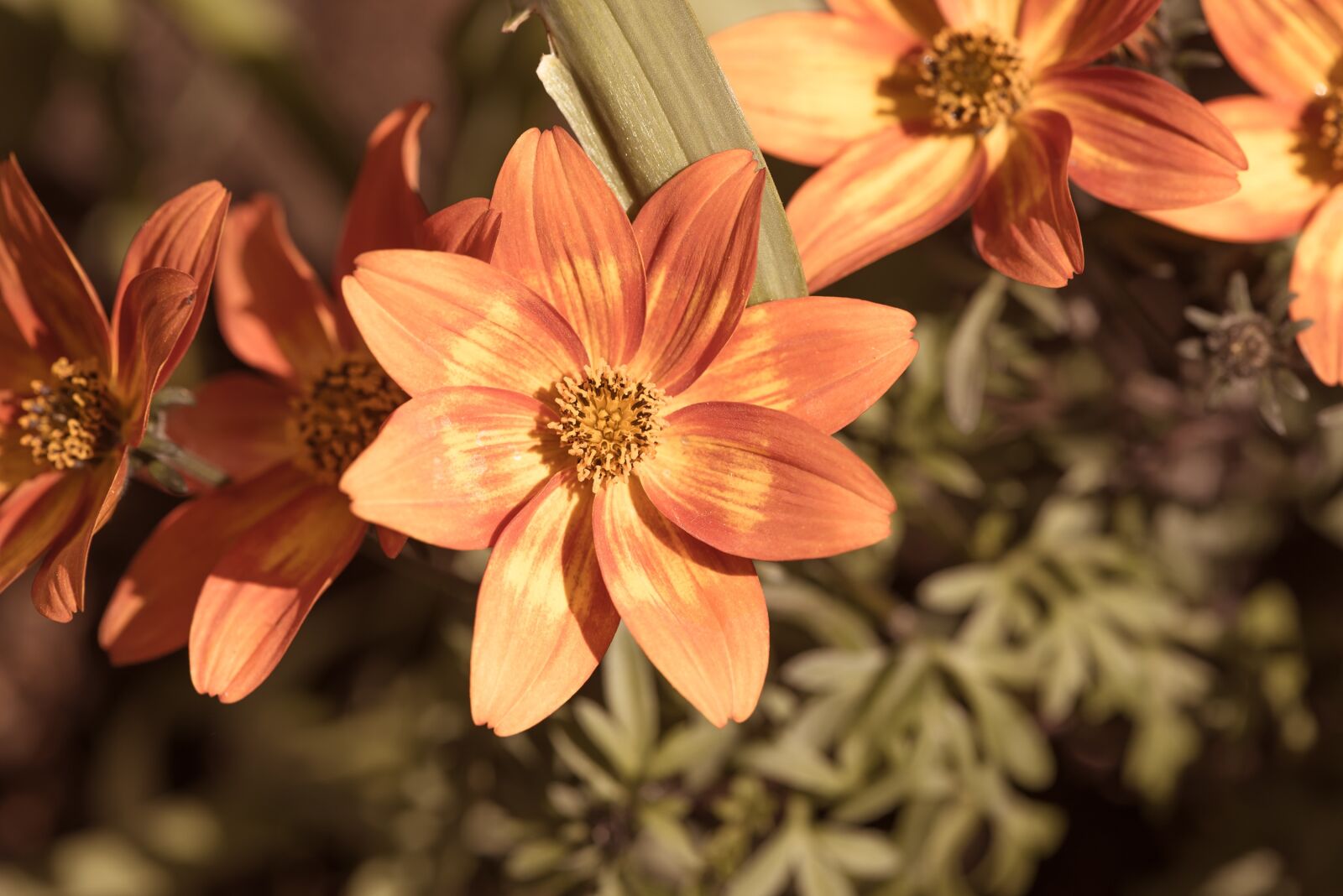 Nikon D750 sample photo. Flowers, orange, spring photography
