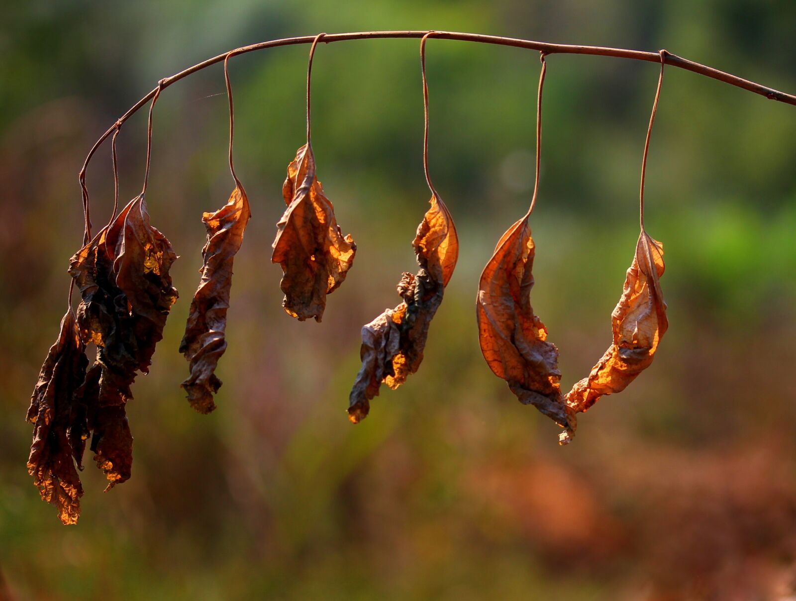 Canon EF-S 60mm F2.8 Macro USM sample photo. Leaves, dry, red photography