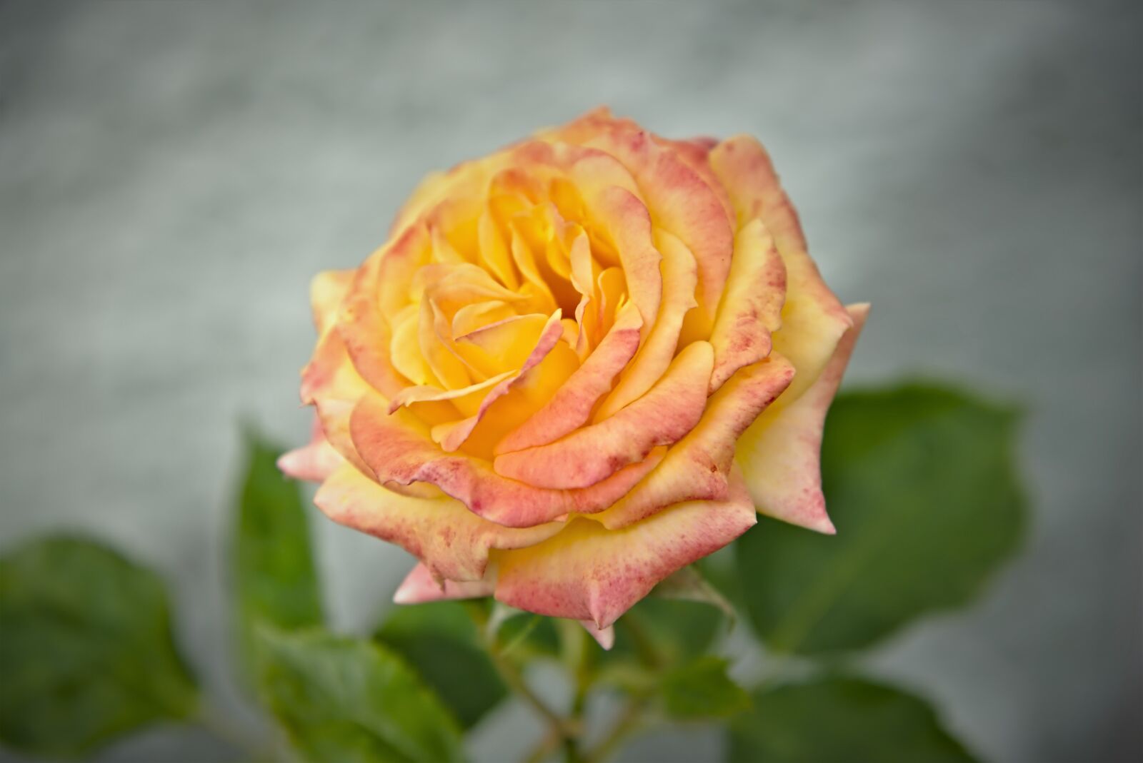 Nikon D750 sample photo. Rose, yellow, pink photography