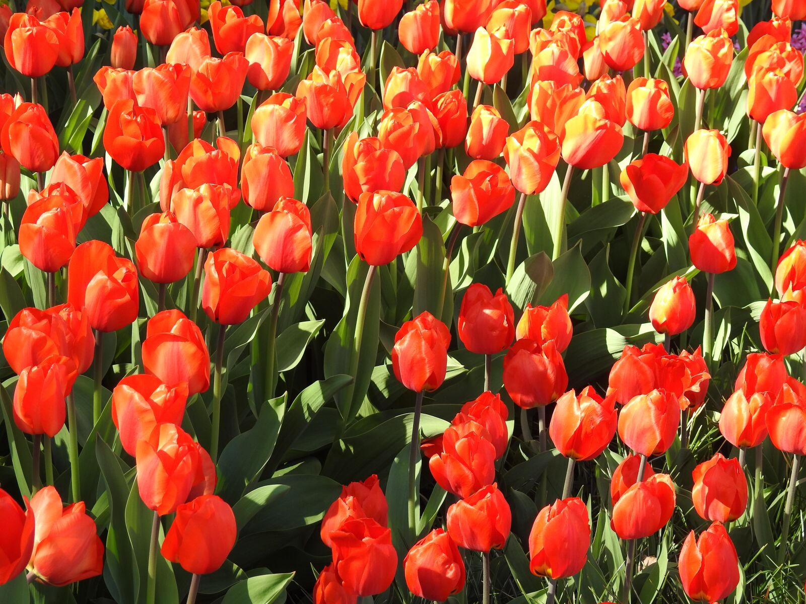 Nikon Coolpix P900 sample photo. Tulips, tulip, flower photography