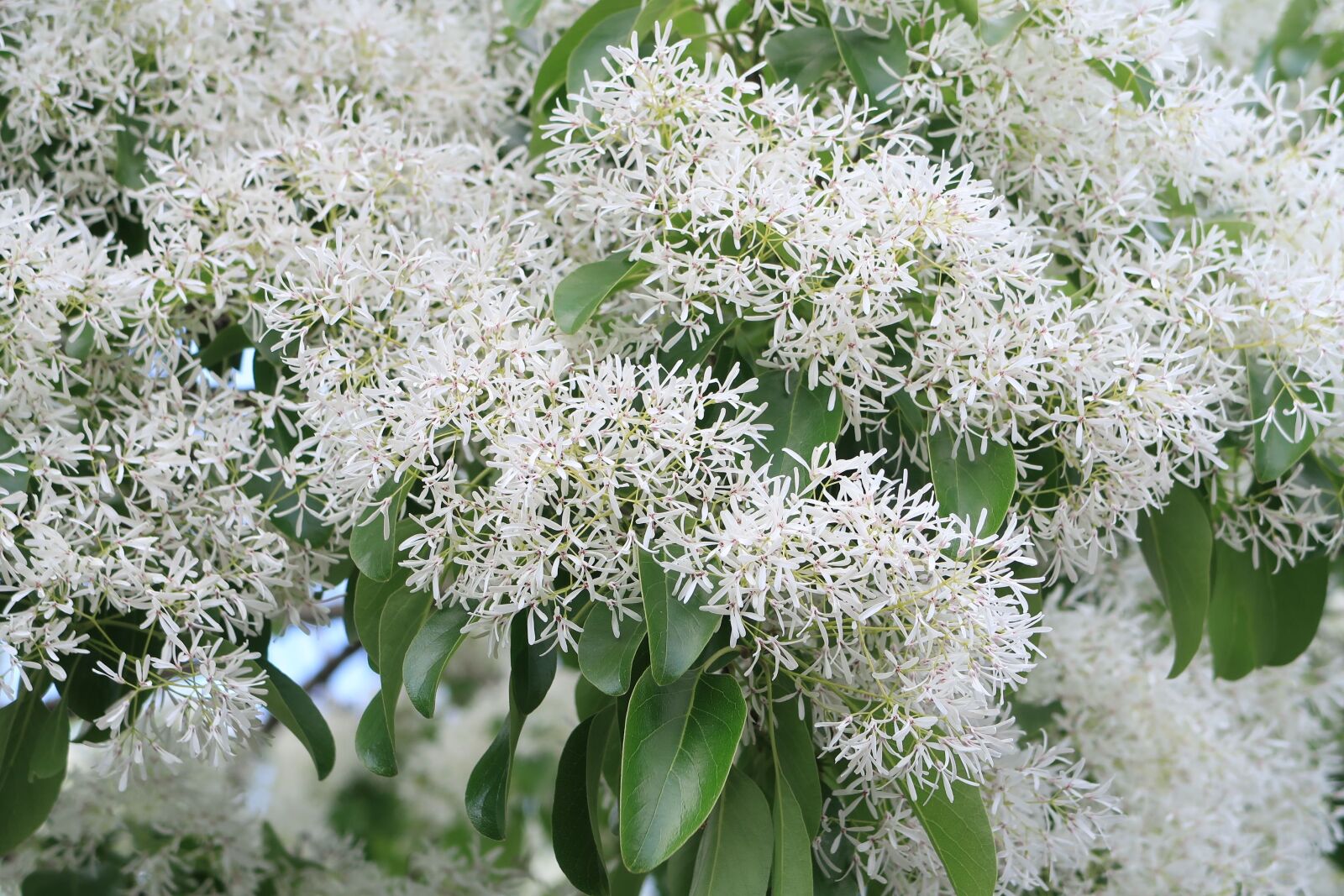 Canon PowerShot G7 X Mark II sample photo. Chionanthus retusus, tree nan'm photography