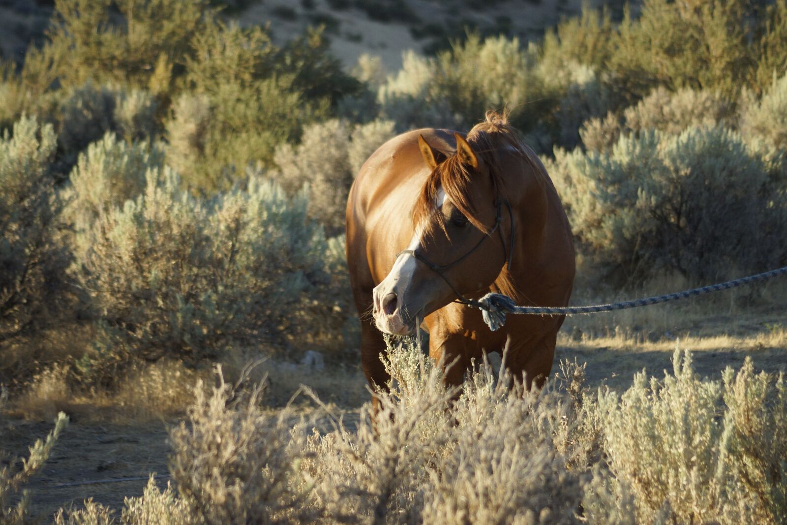 Sony SLT-A77 sample photo. Pony, equine, summer photography