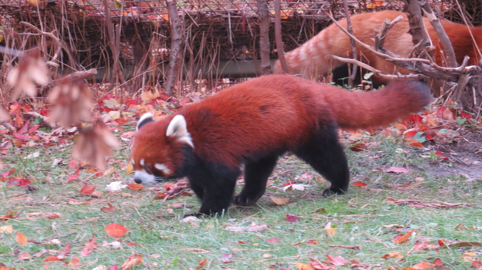 Canon PowerShot SX50 HS sample photo. Panda, panda bear, zoo photography
