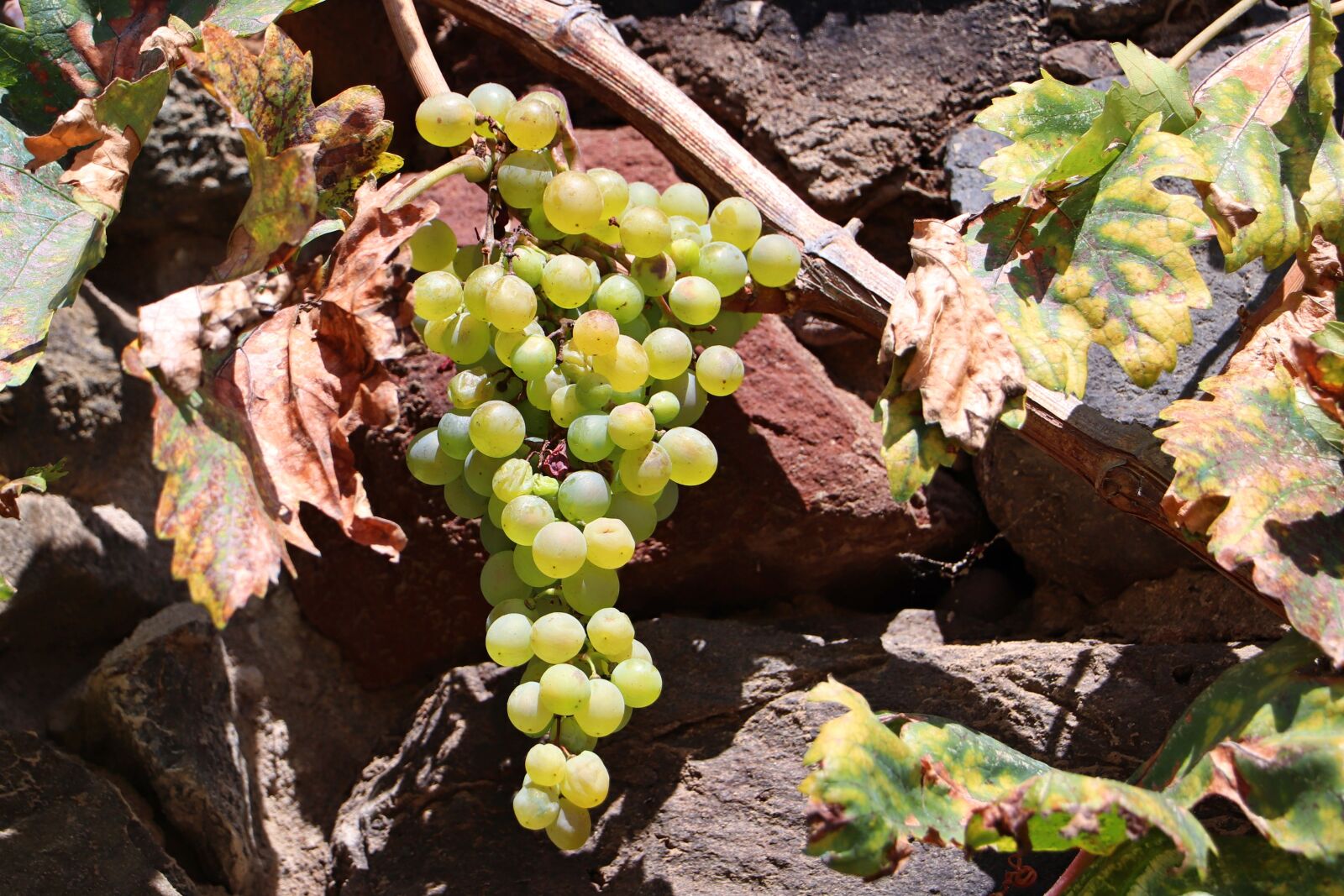 Canon EOS 200D (EOS Rebel SL2 / EOS Kiss X9) sample photo. Grapes, harvest, loza photography