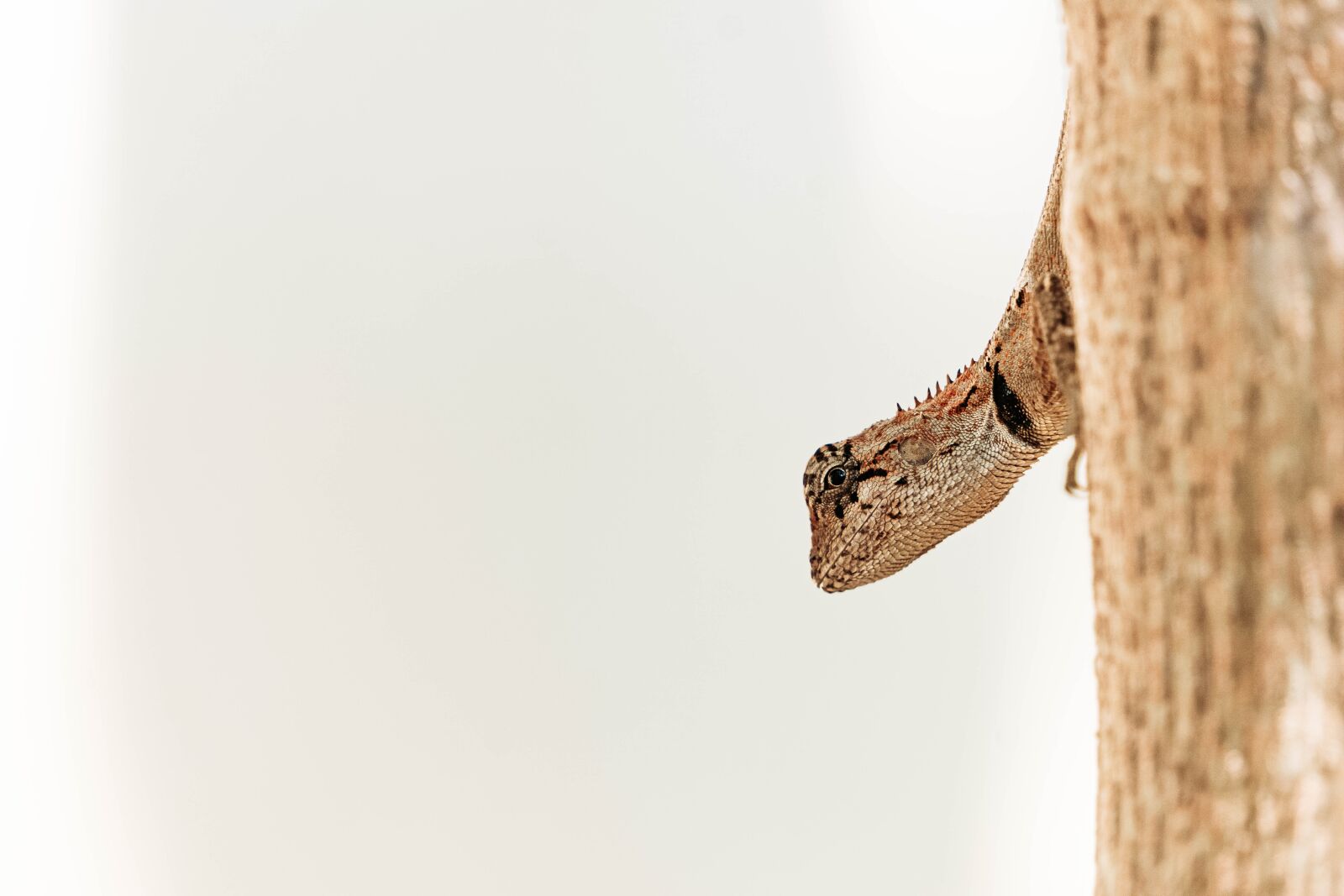 Sony E 55-210mm F4.5-6.3 OSS sample photo. Garden lizard, macro, reptiles photography