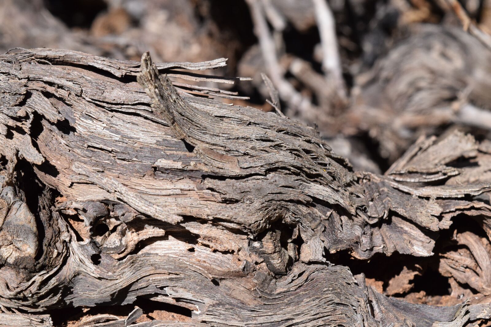 Nikon D3300 sample photo. Background, wood, structure photography