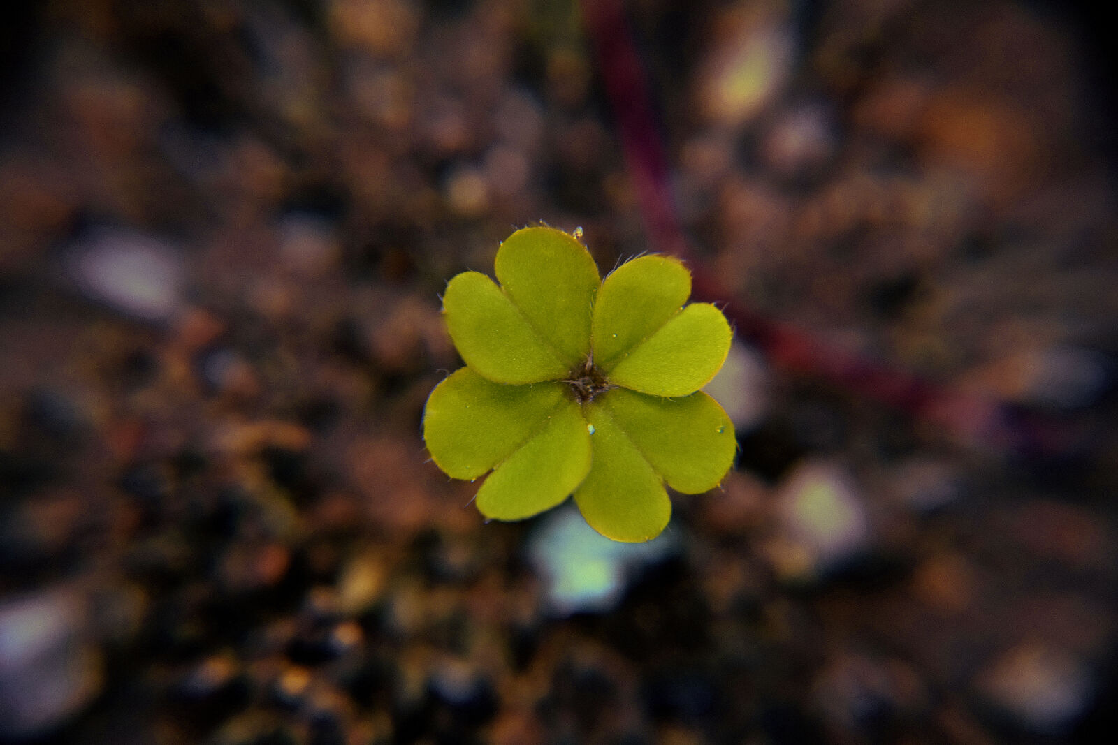 Nikon D3300 + Tamron SP 45mm F1.8 Di VC USD sample photo. Detail, flower, four, green photography