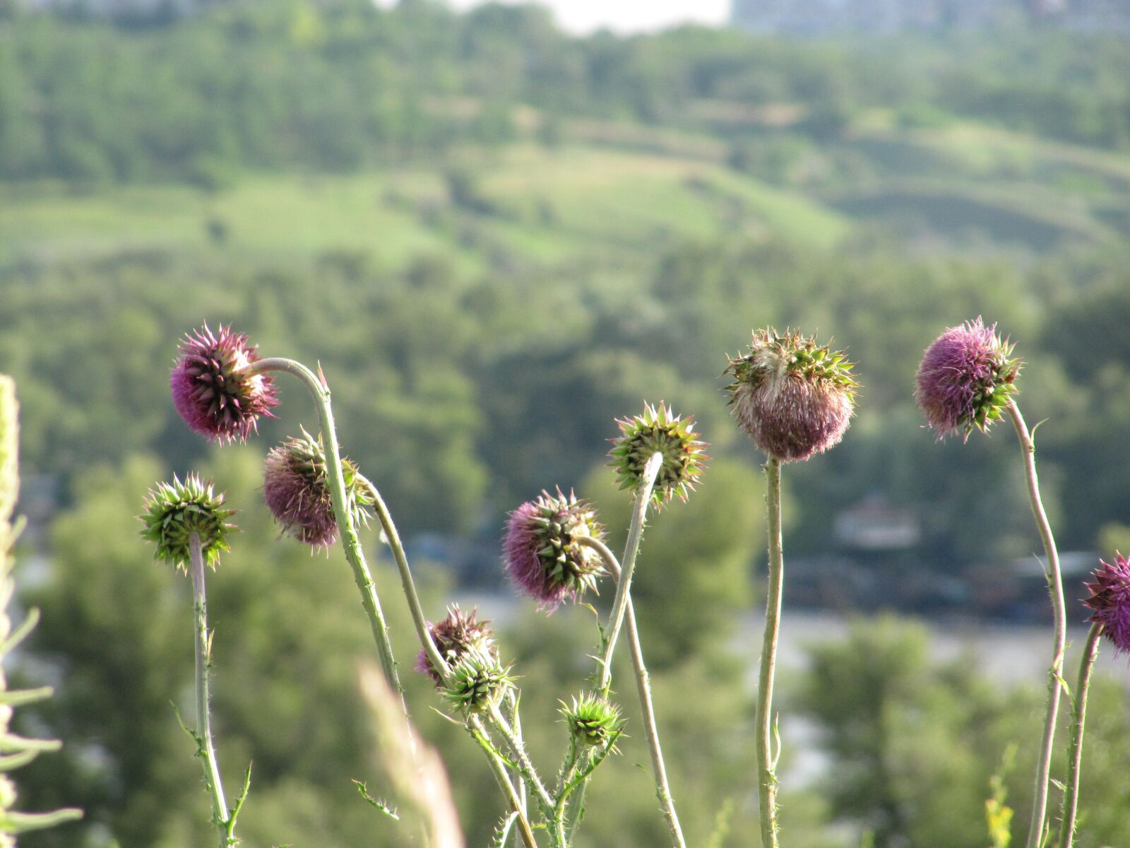 Canon PowerShot SX200 IS sample photo. Budyak, thistle, pink photography