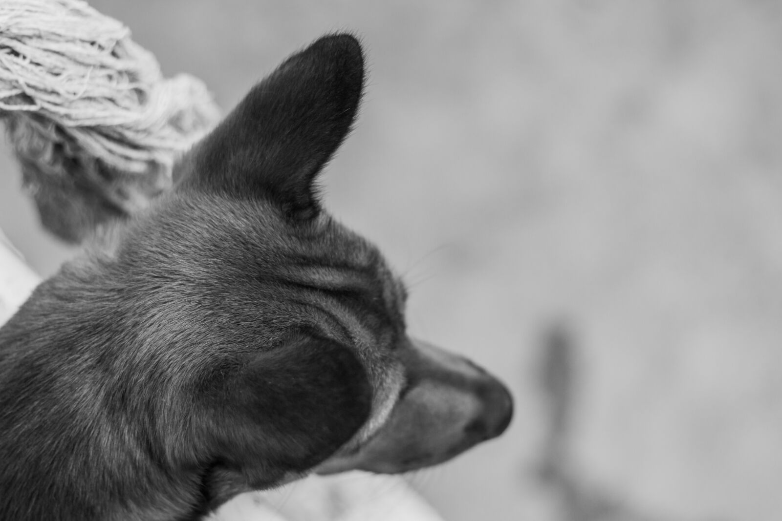 Canon EOS 70D + Canon EF 50mm F1.8 II sample photo. Dog, paw, animal photography