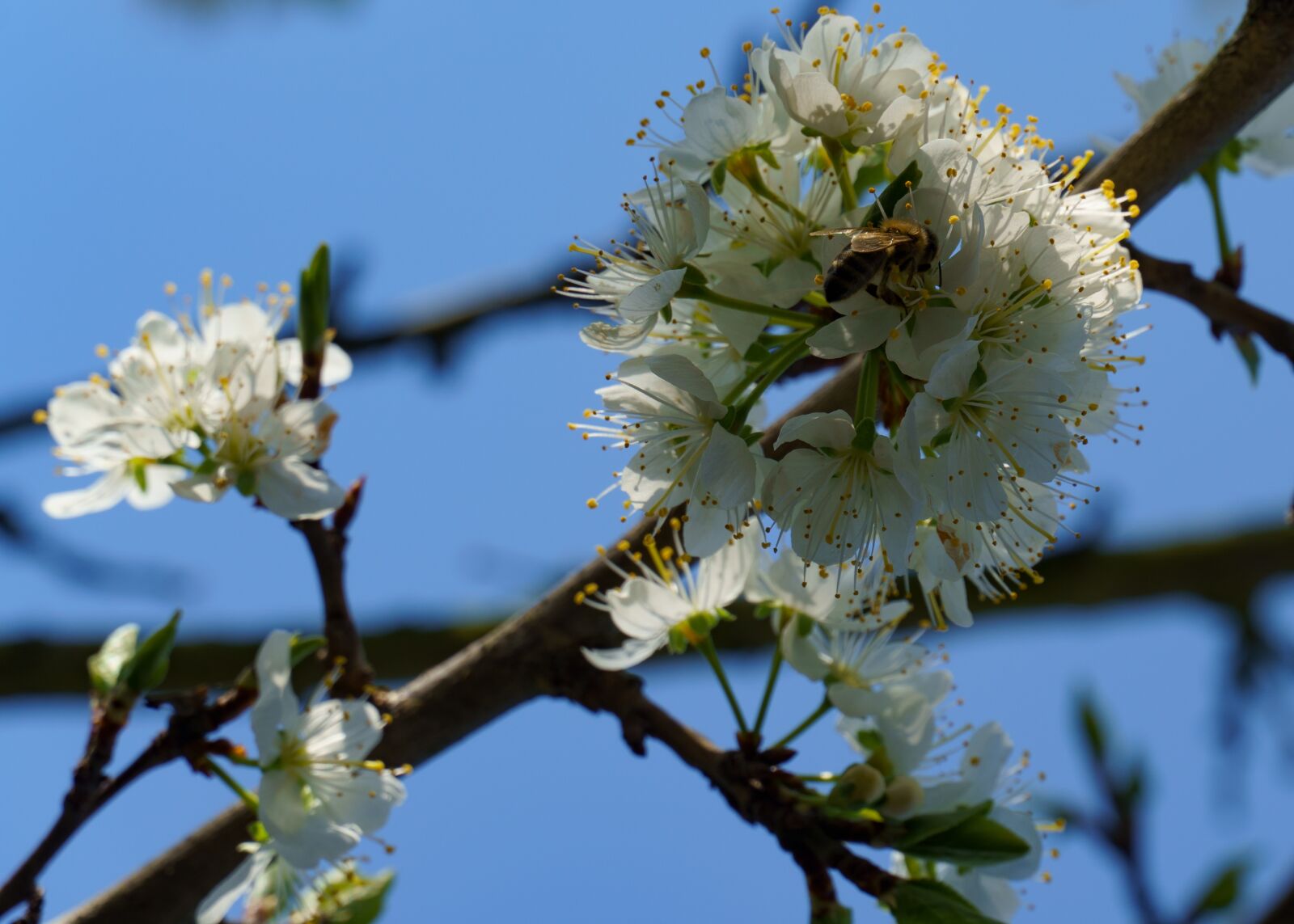 Sony a6400 sample photo. Mirabelle plum tree, bee photography