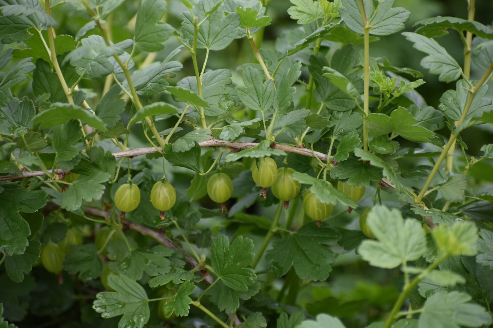Nikon D3400 sample photo. Gooseberry, berry, healthy photography
