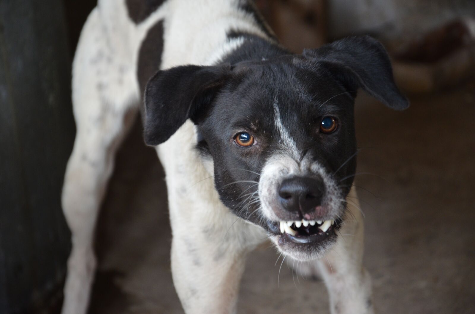 Nikon D7000 sample photo. Dog, angry, aggressive photography