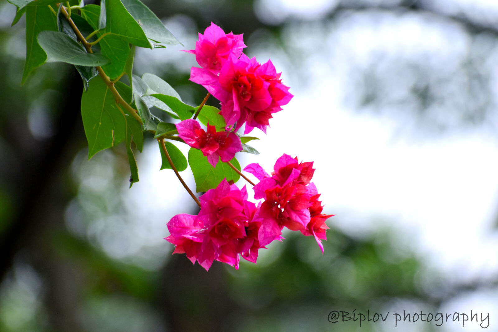 Nikon D3300 sample photo