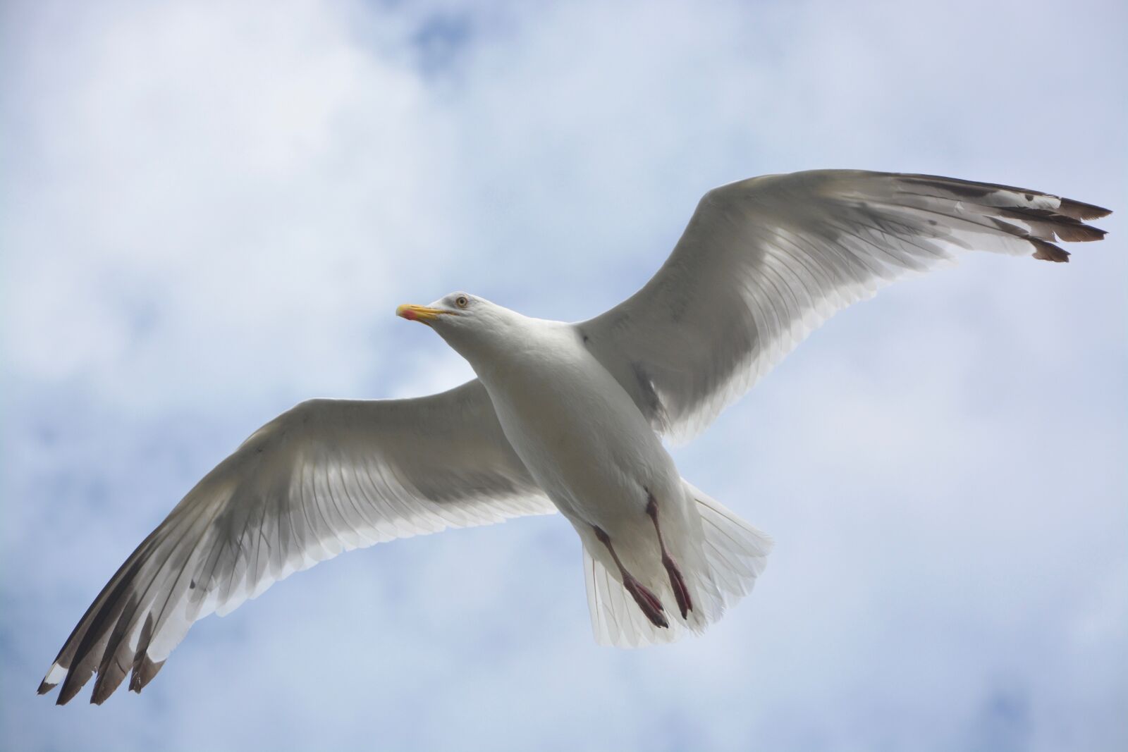 Nikon D5200 sample photo. Gull, bird, stolen photography