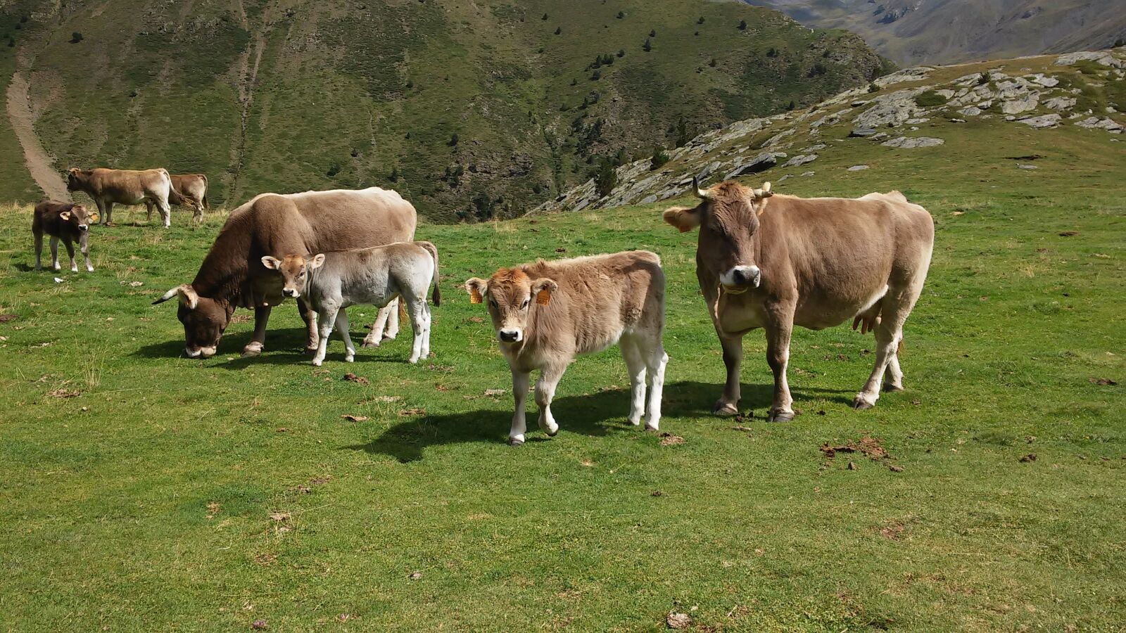 LG G2 MINI sample photo. Mountain, cows, nature photography