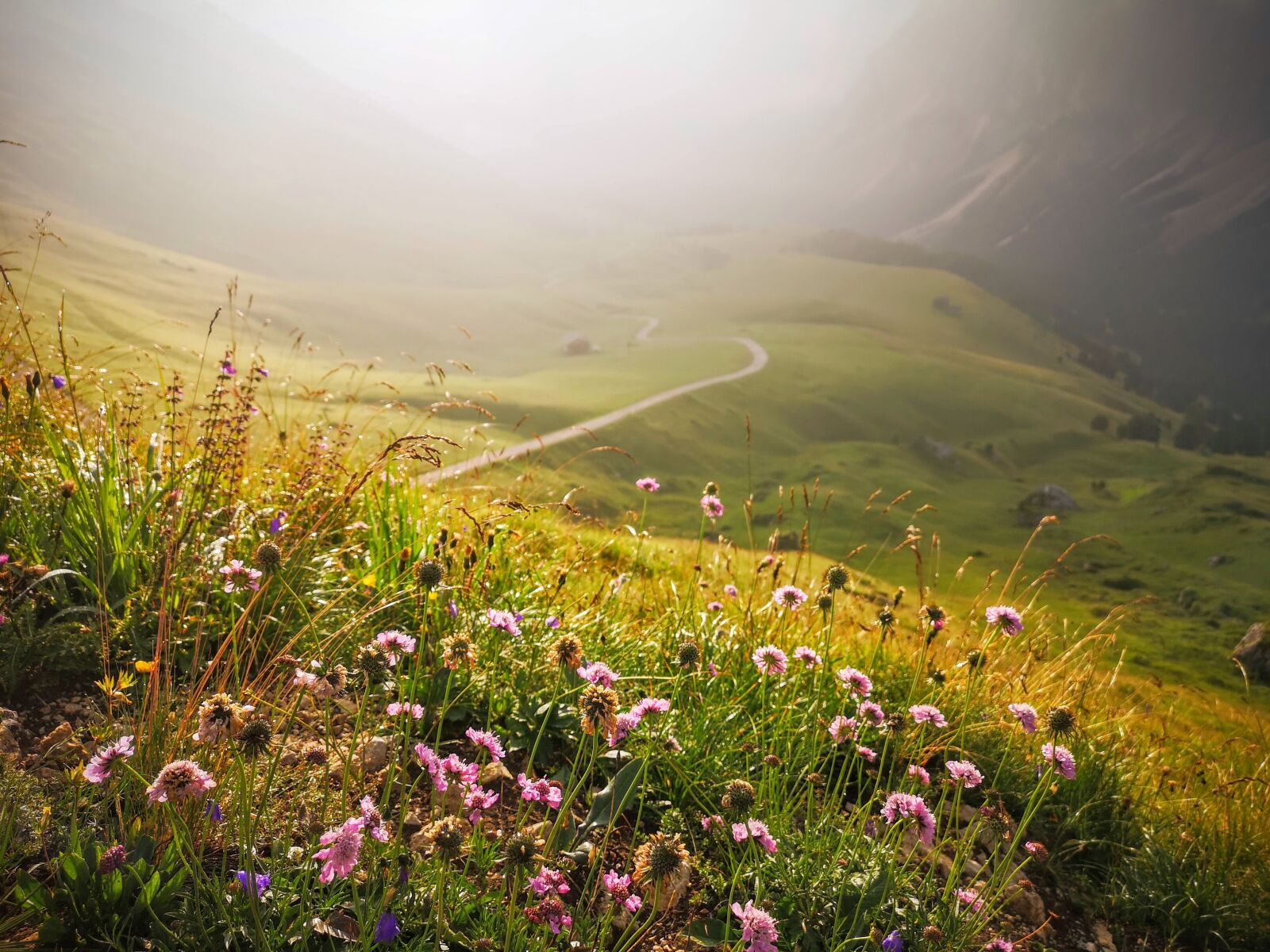 HUAWEI CLT-L09 sample photo. Mountain, flowers, landscape photography